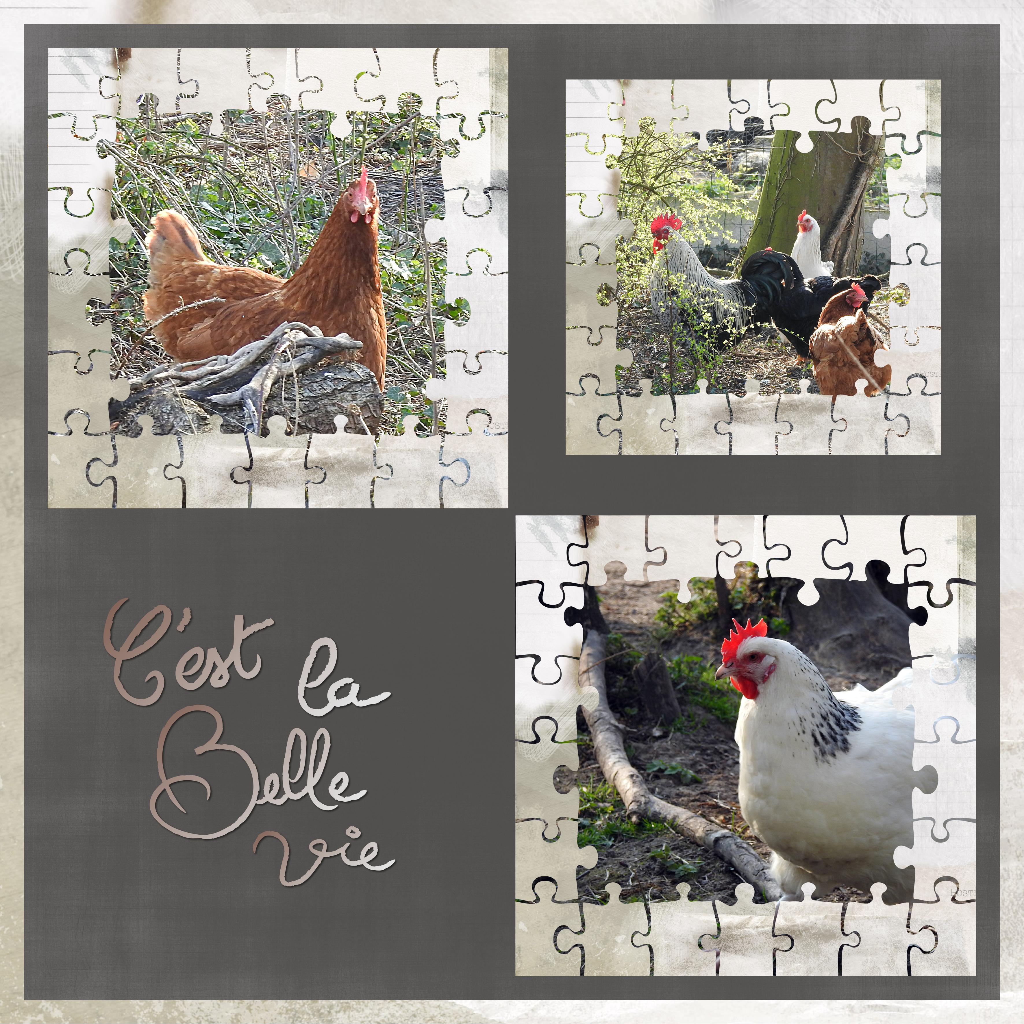 J-c77 - C'EST LA BELLE VIE.jpg