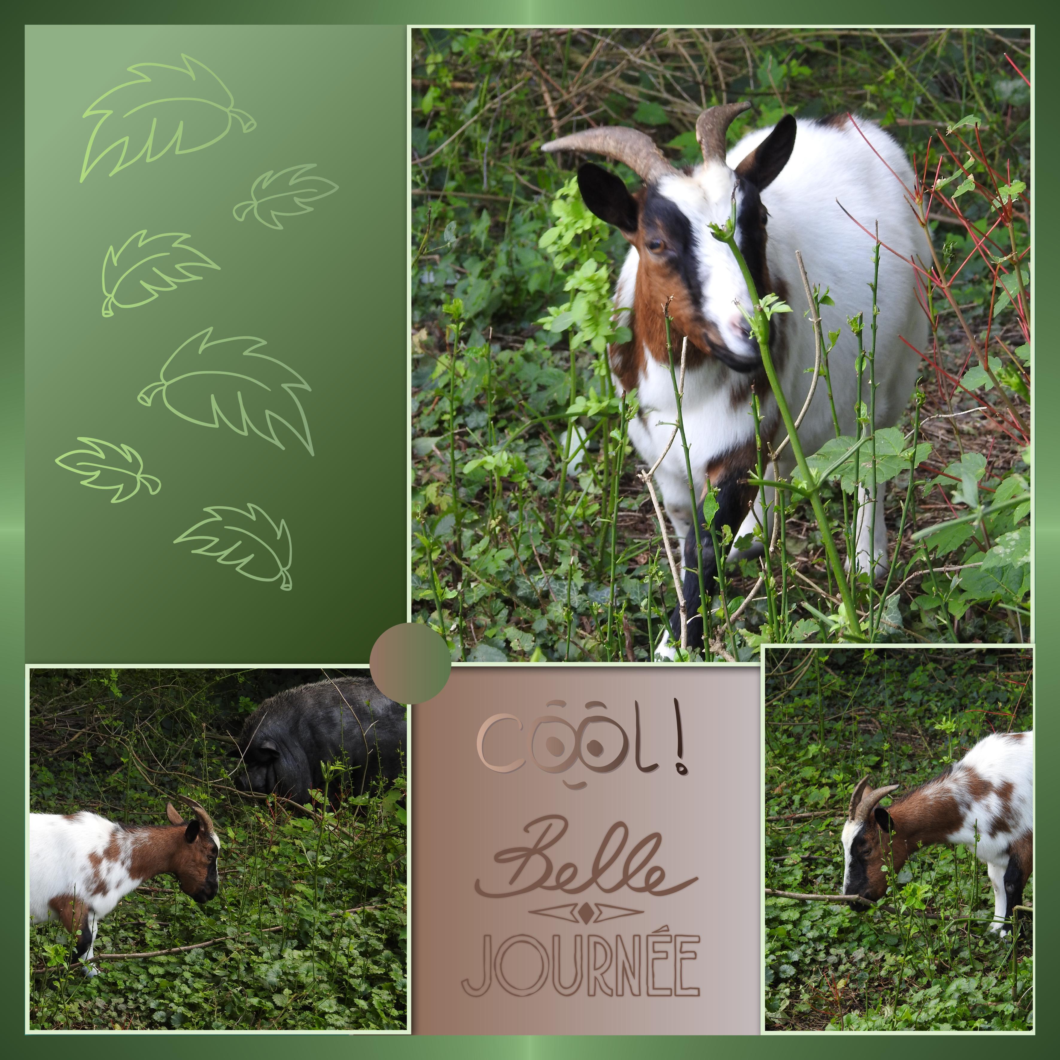 J - COOL BELLE JOURNEE.jpg