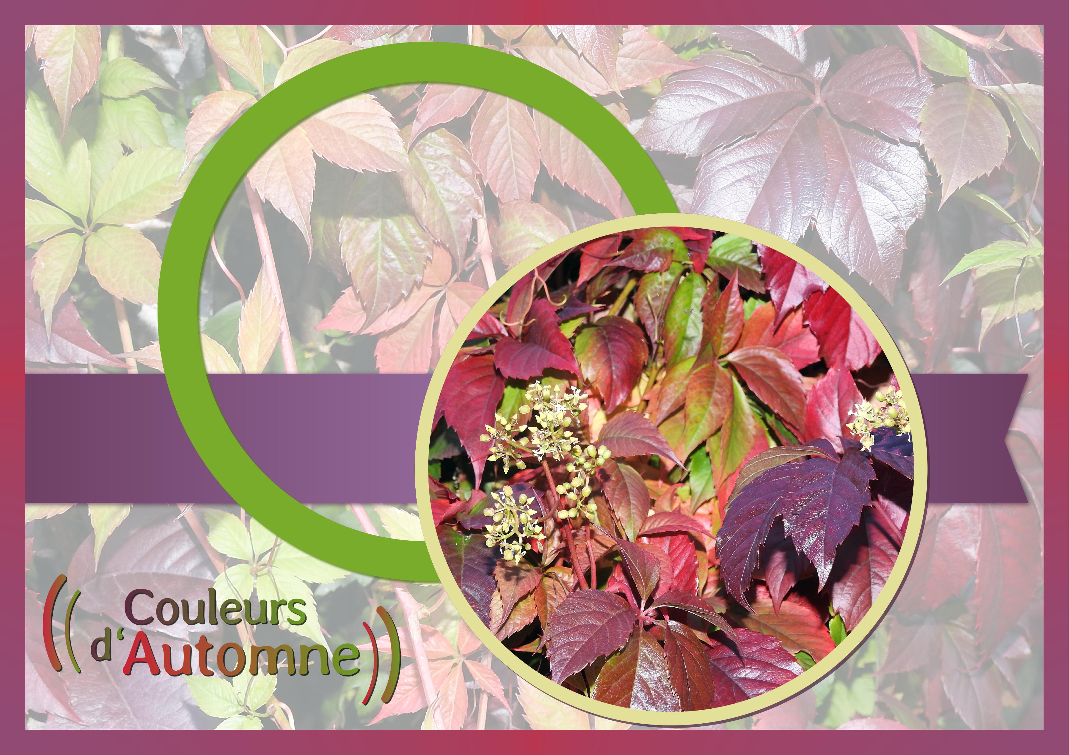 J - COULEURS D'AUTOMNE.jpg