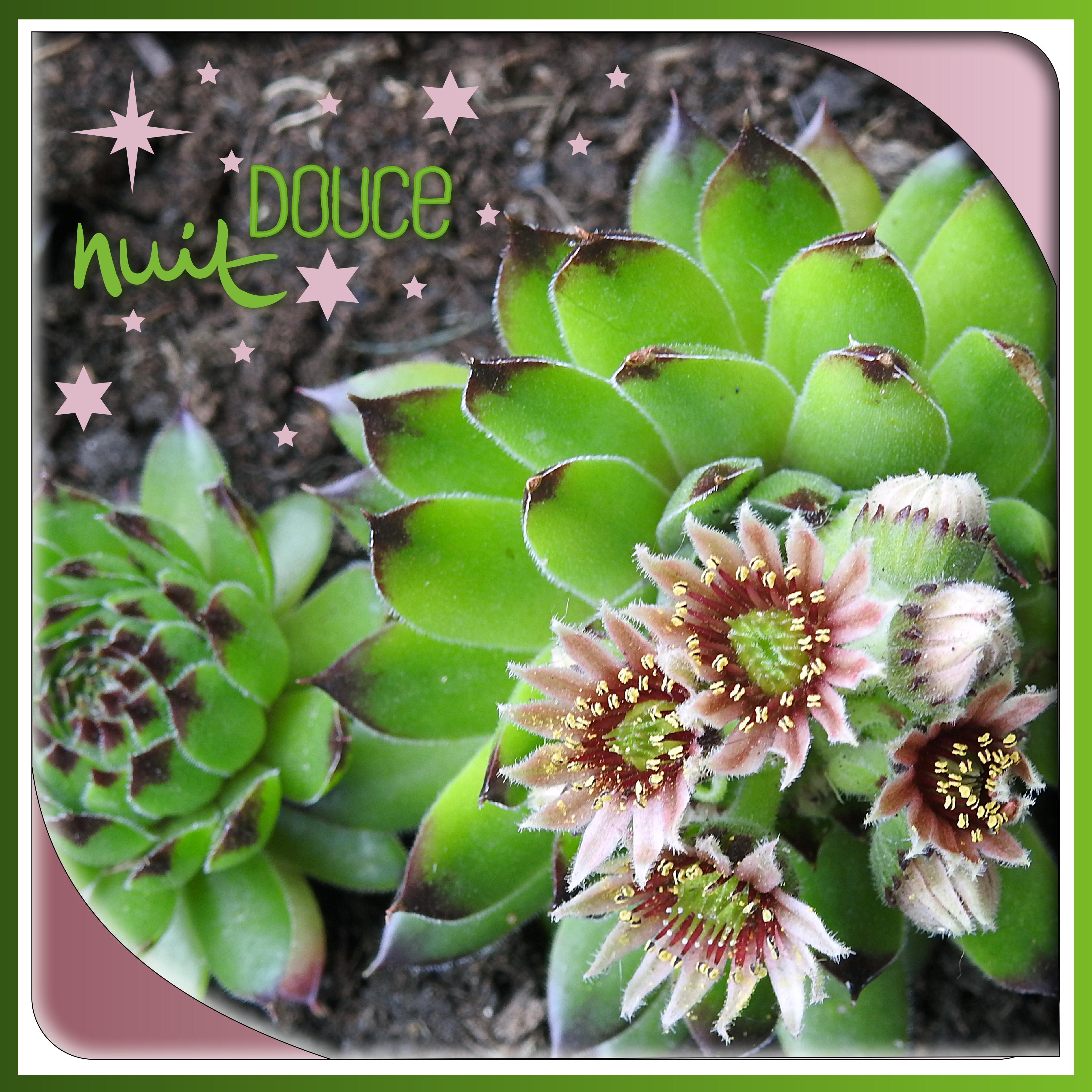 J - DOUCE NUIT.jpg