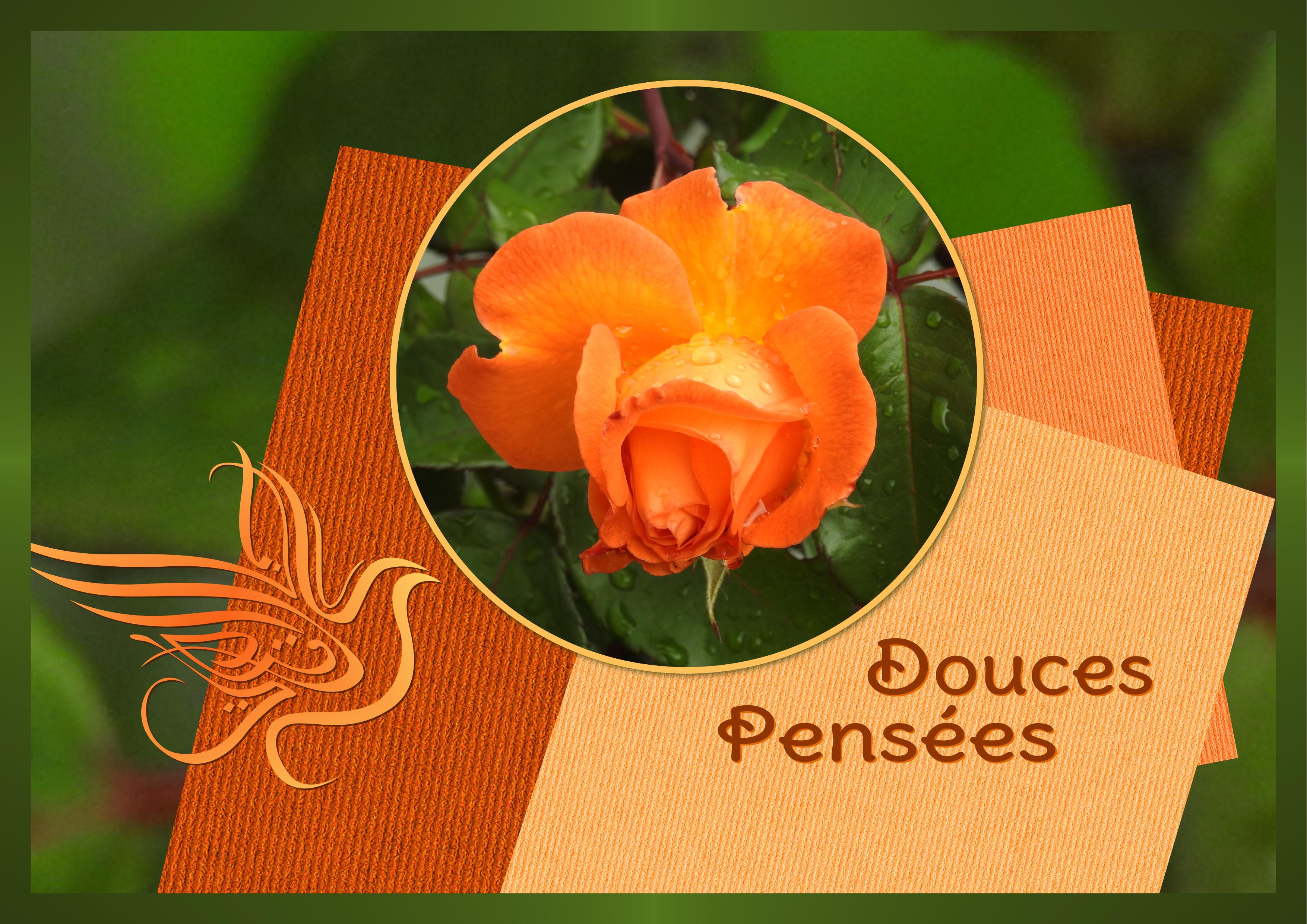 J - DOUCES PENSEES.jpg