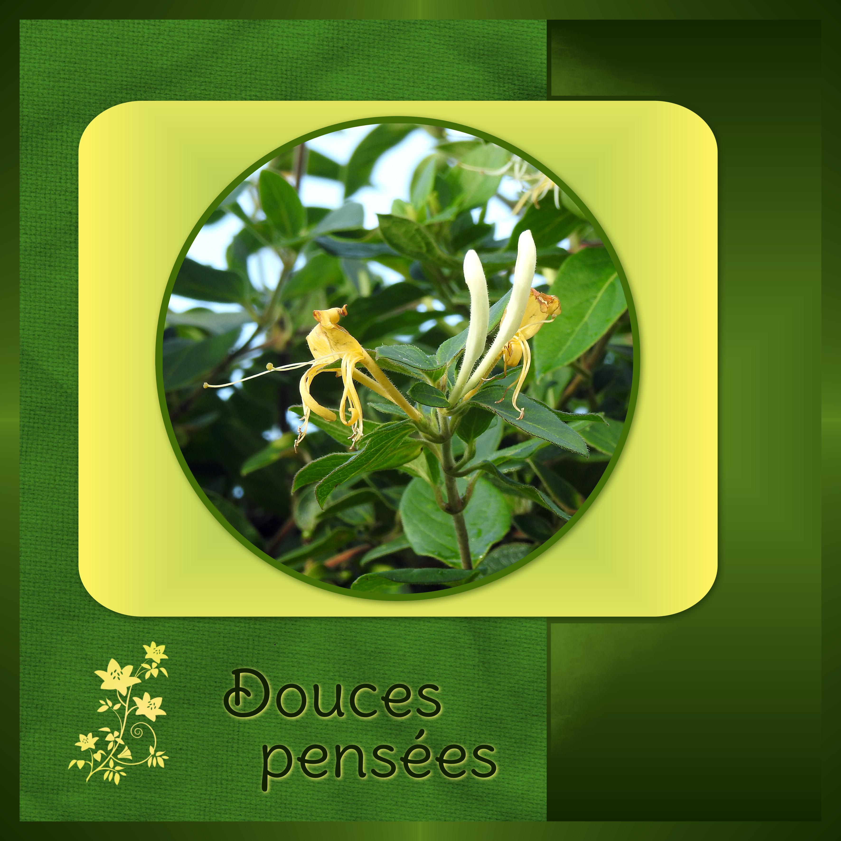 J - DOUCES PENSEES.jpg