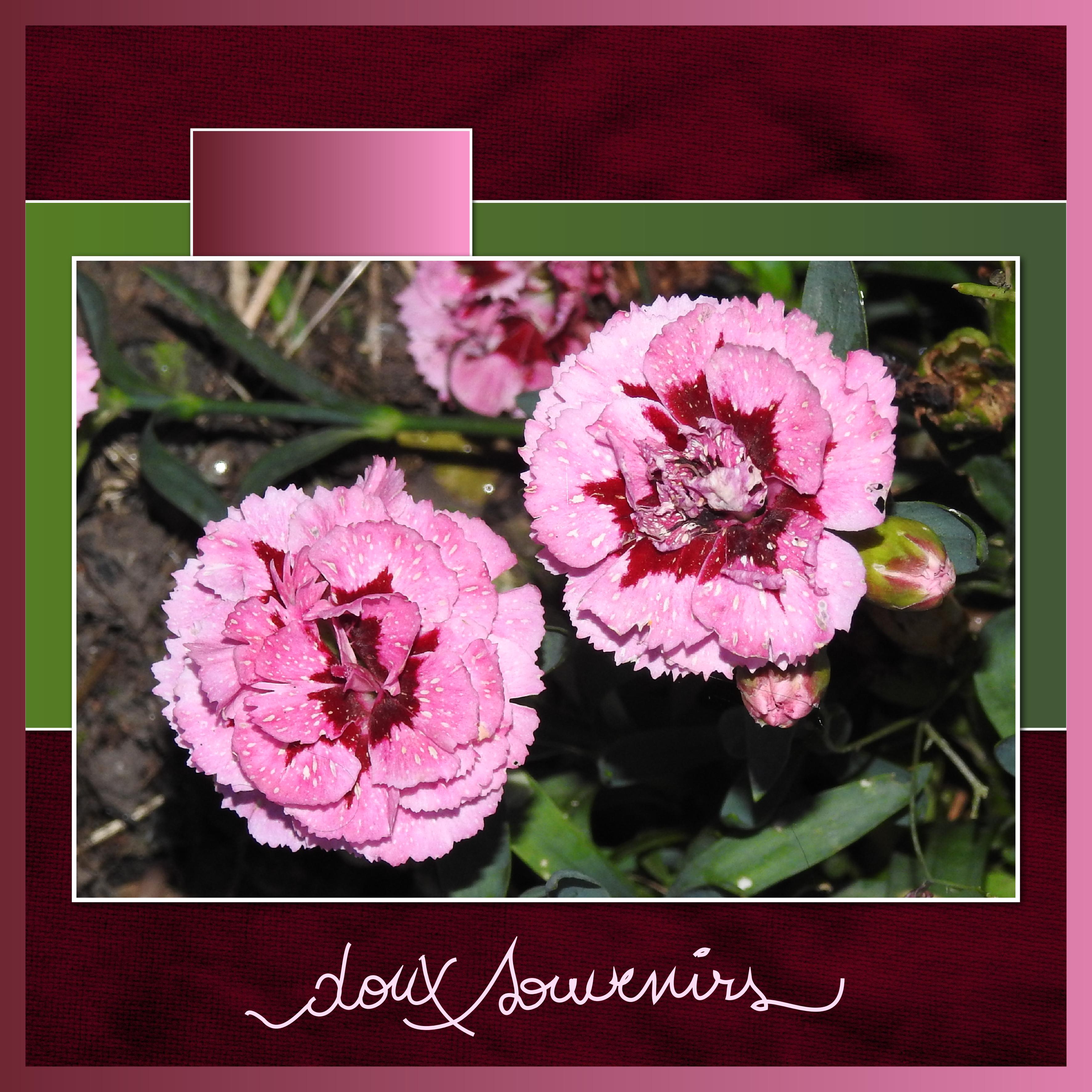 J - DOUX SOUVENIRS.jpg