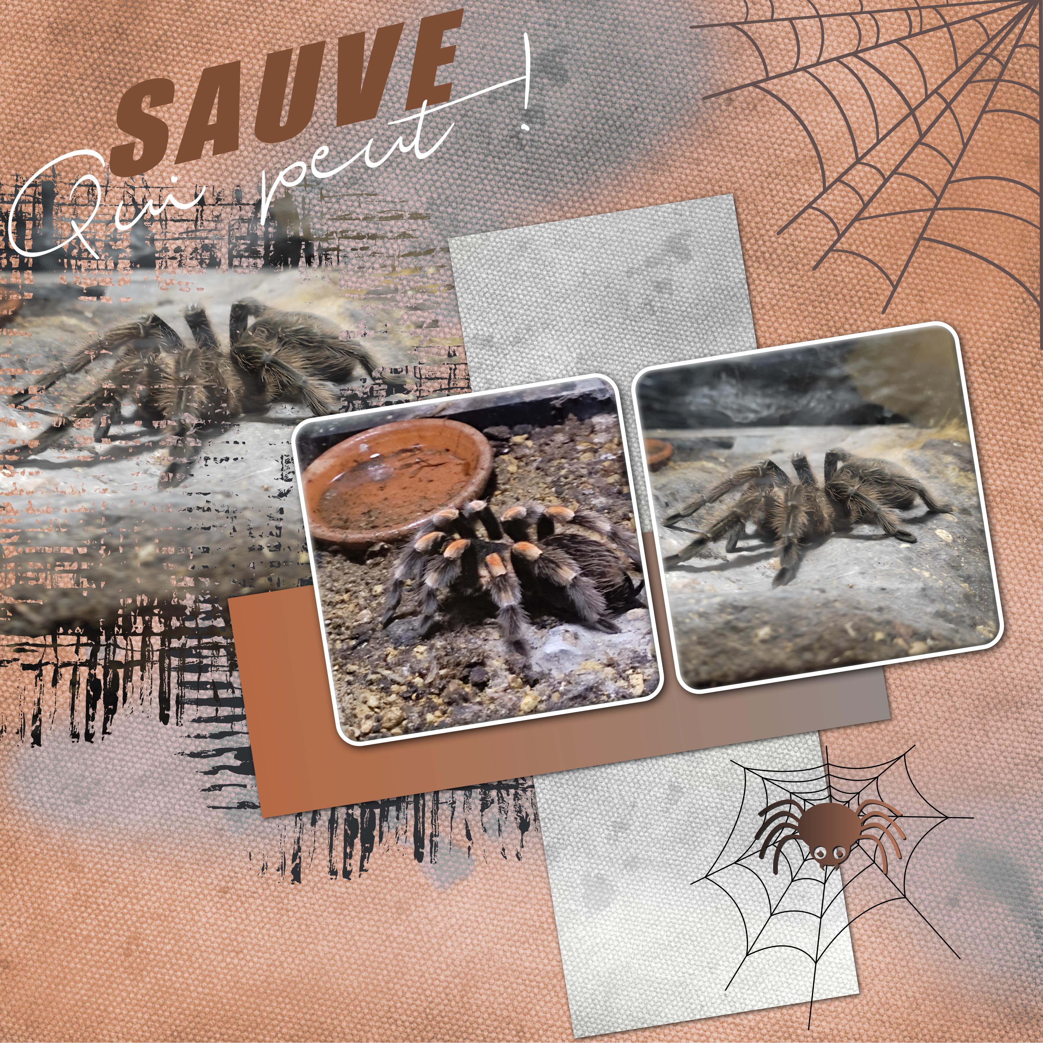 J-e154 - SAUVE QUI PEUT.jpg