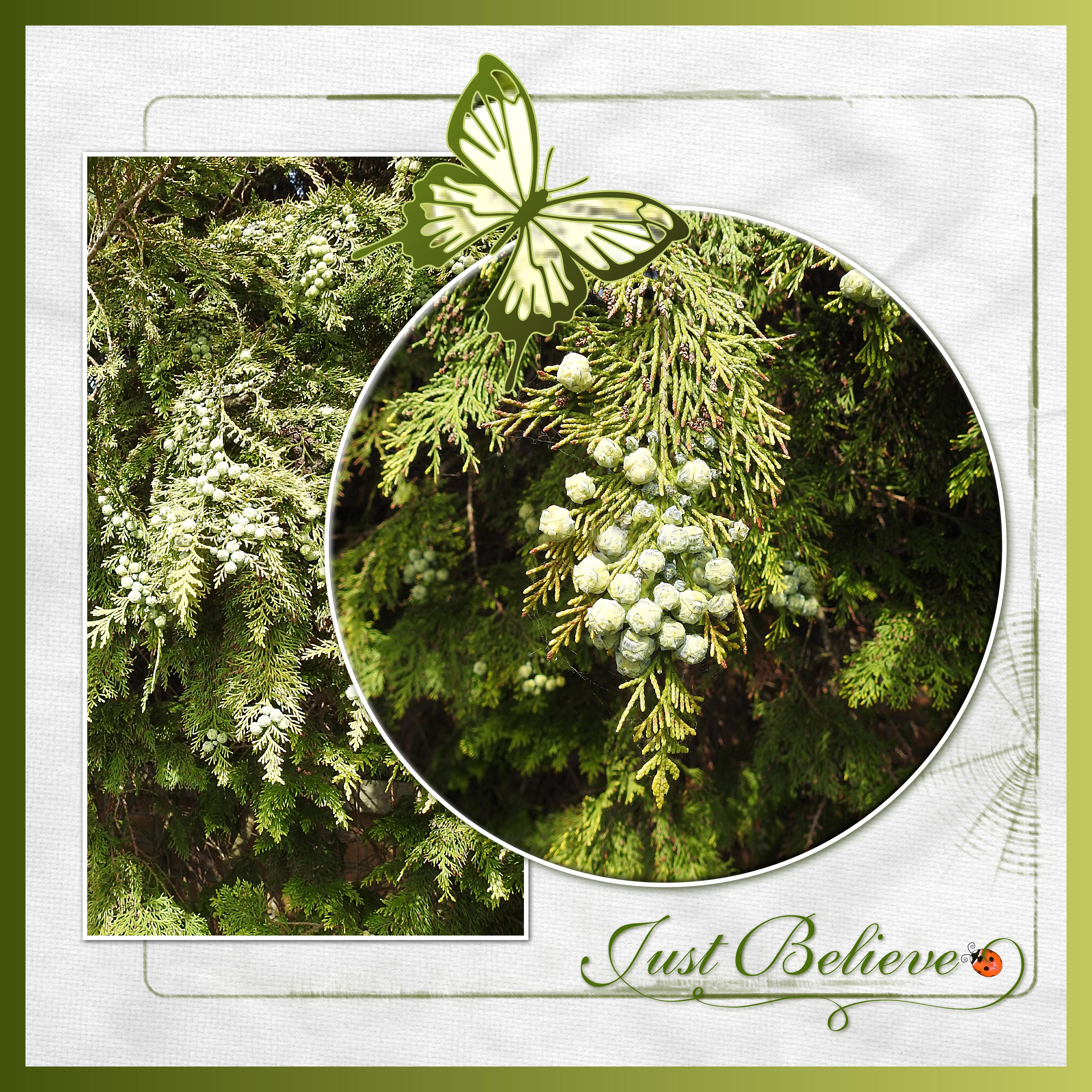 J - JUST BELIEVE.jpg