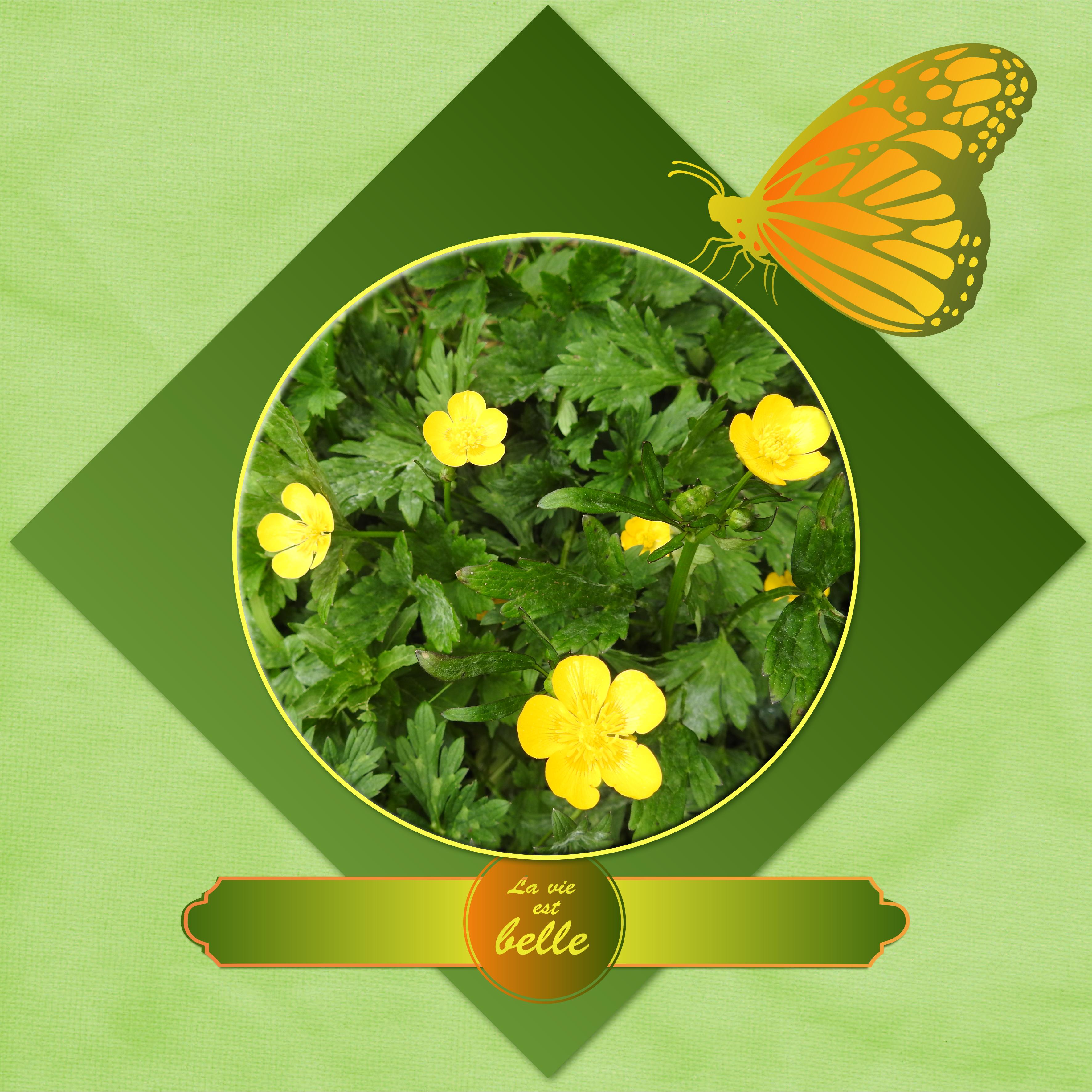 J - LA VIE EST BELLE.jpg