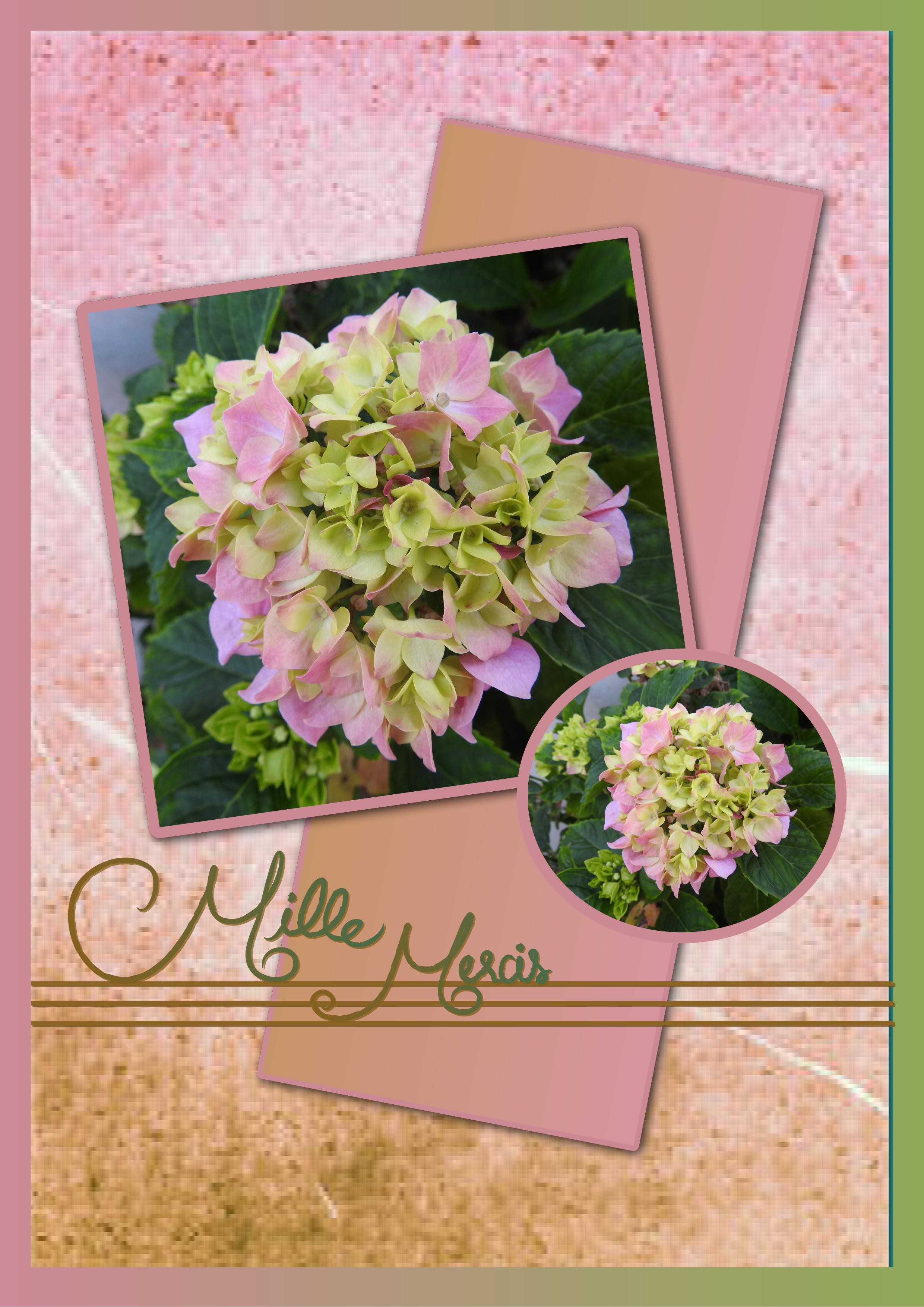 J - MILLE MERCIS.jpg