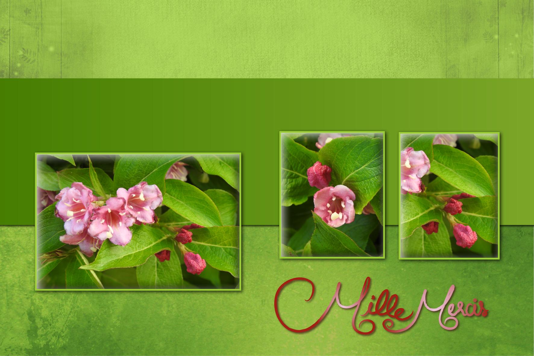 J - MILLE MERCIS.jpg