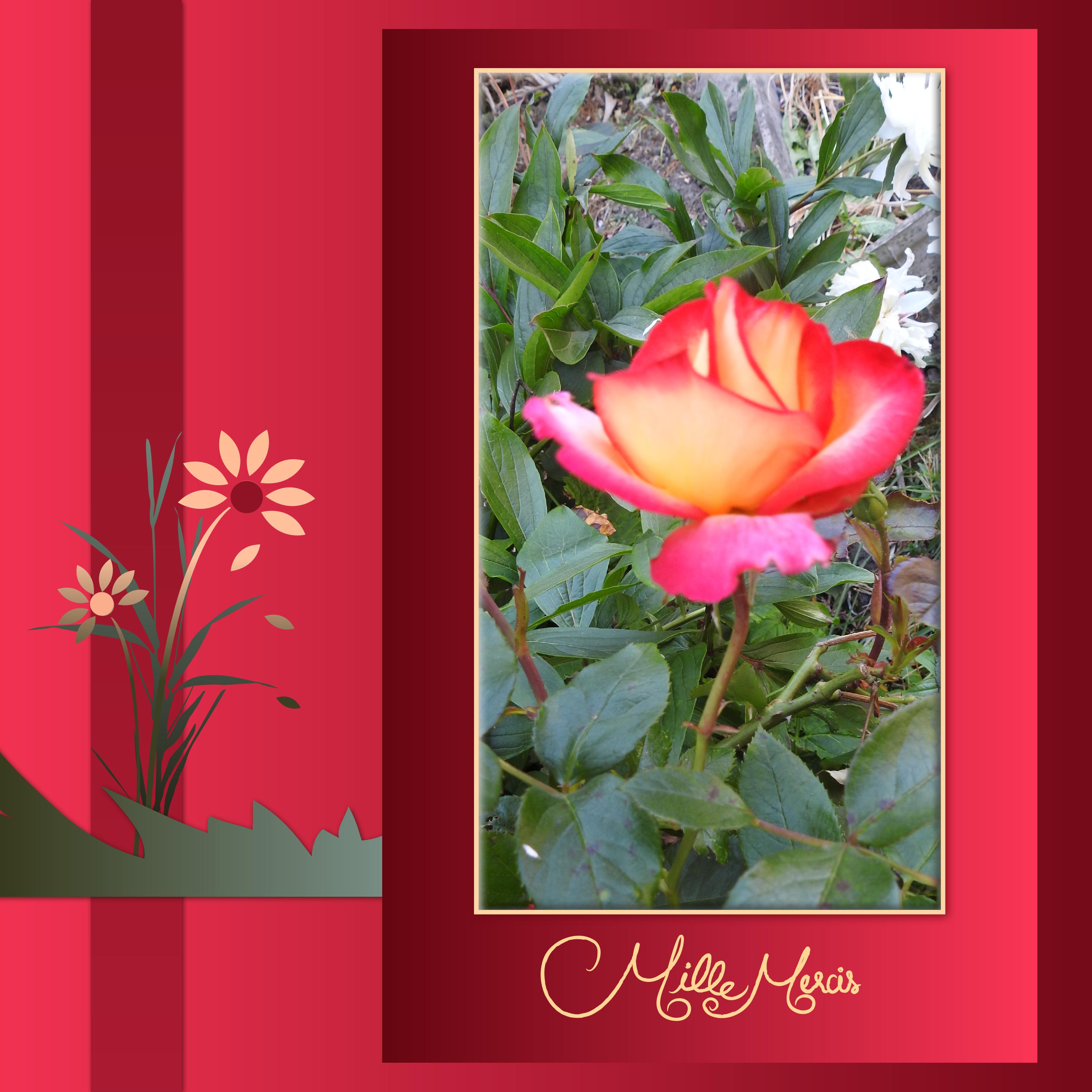 J - MILLE MERCIS.jpg