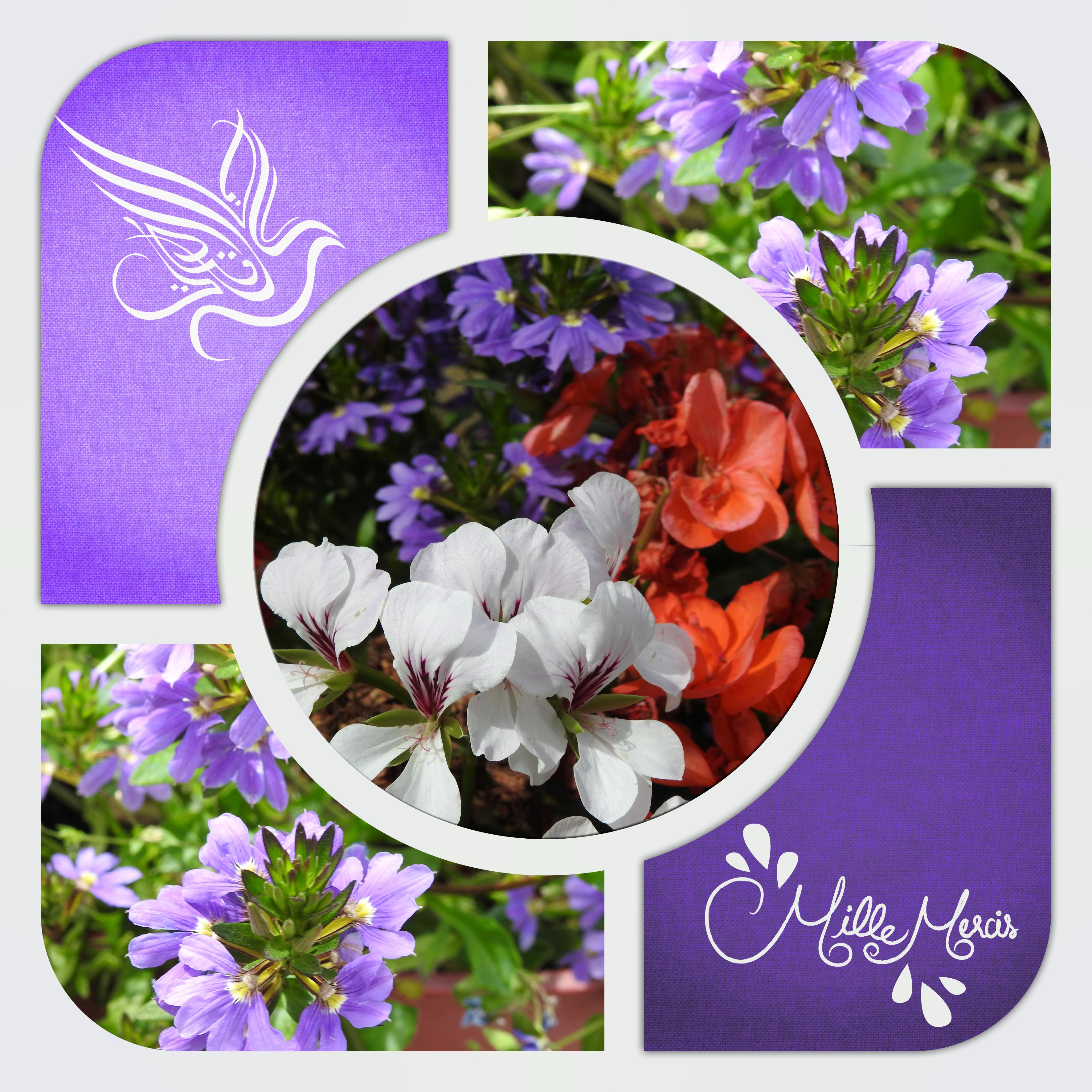 J - MILLE MERCIS.jpg