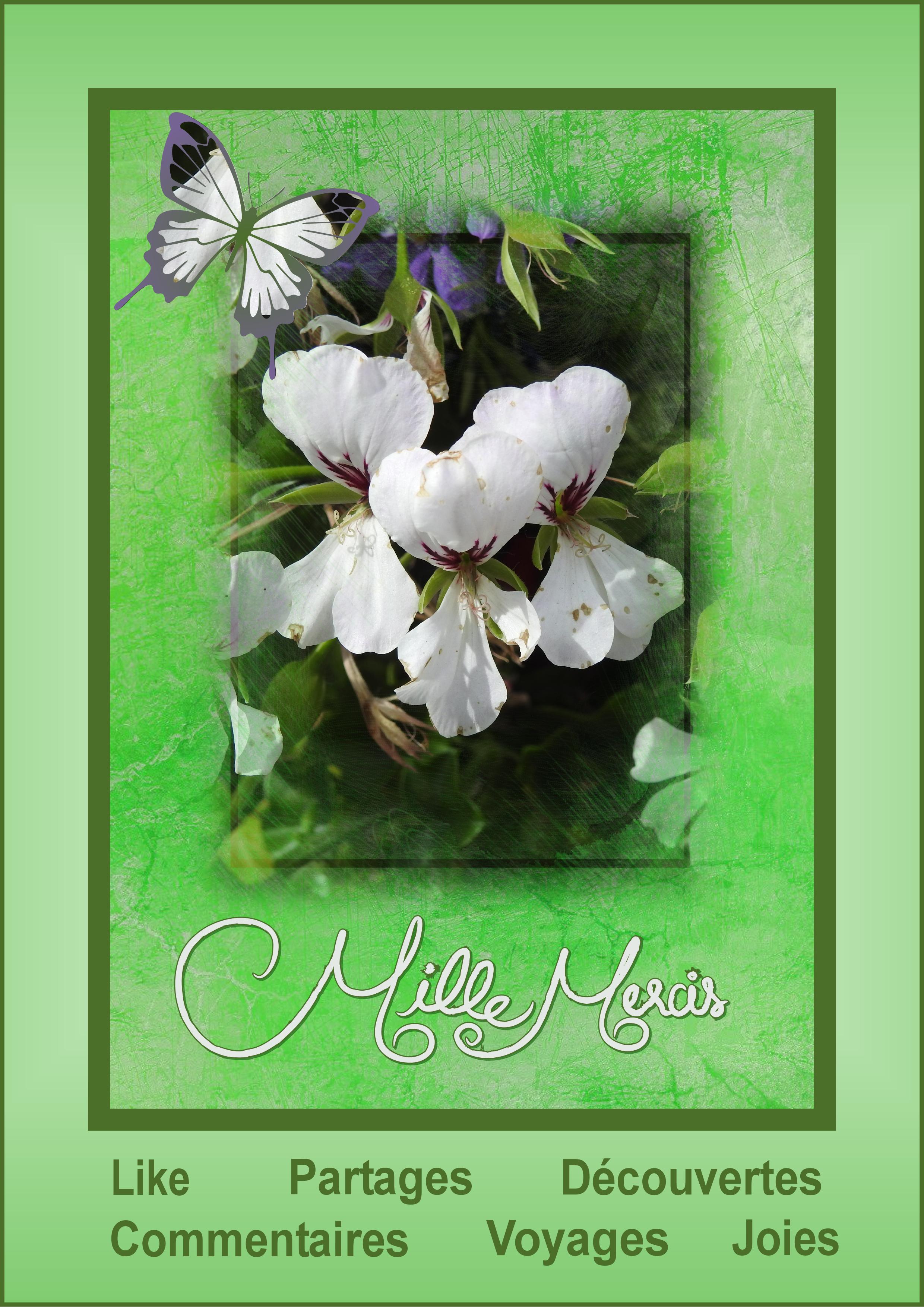 J - MILLE MERCIS.jpg