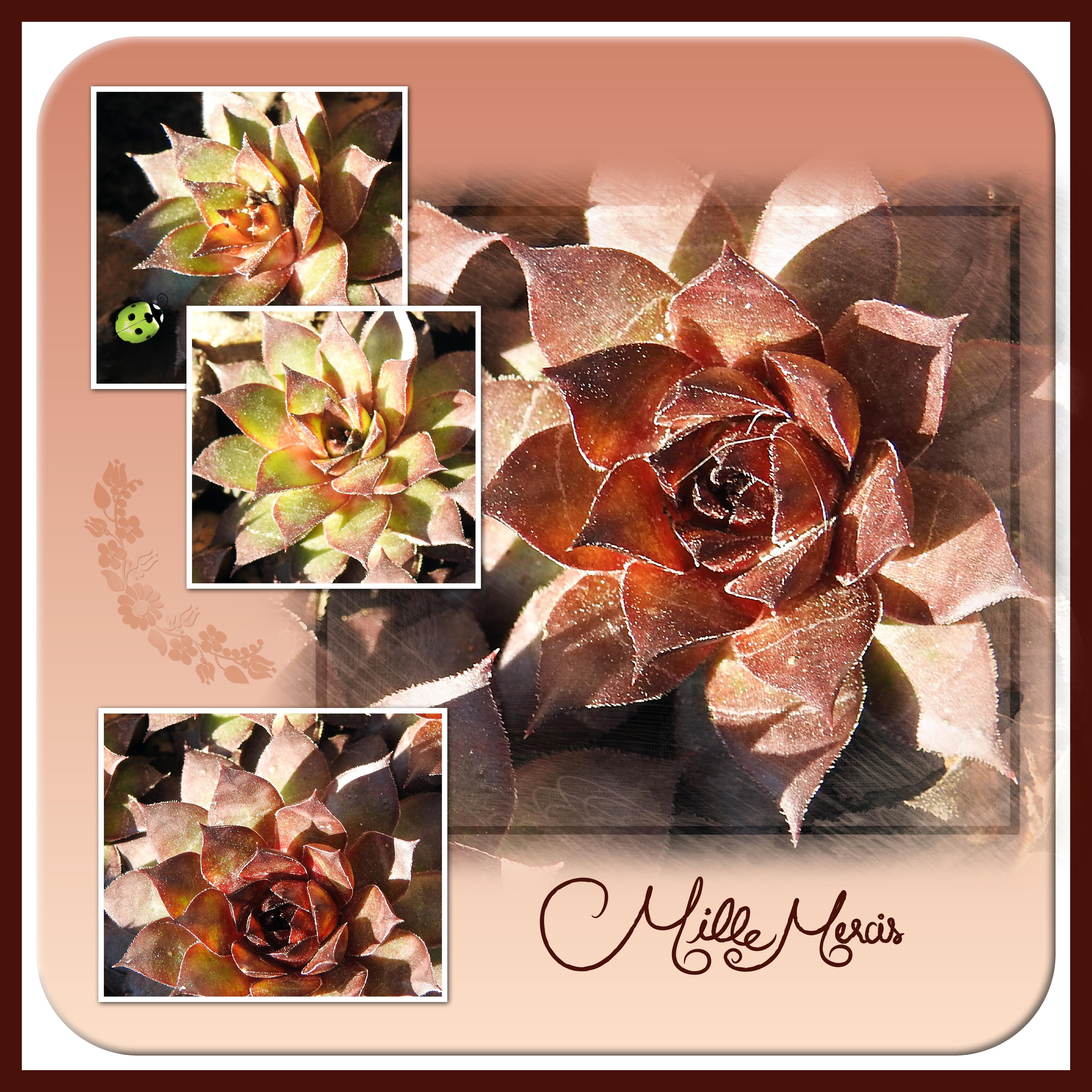 J - MILLE MERCIS.jpg