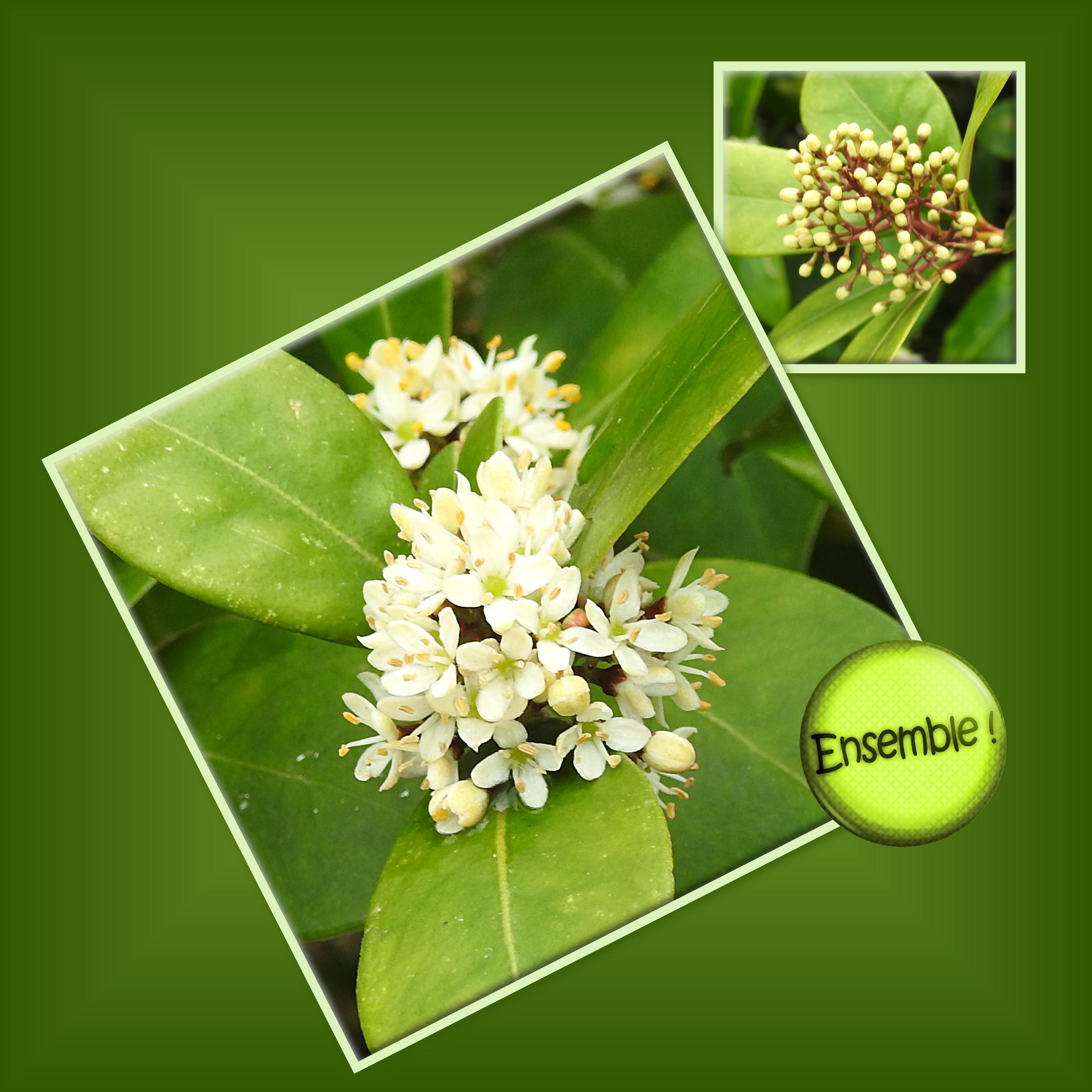 J-n11 - VIVE LE PRINTEMPS (2).jpg