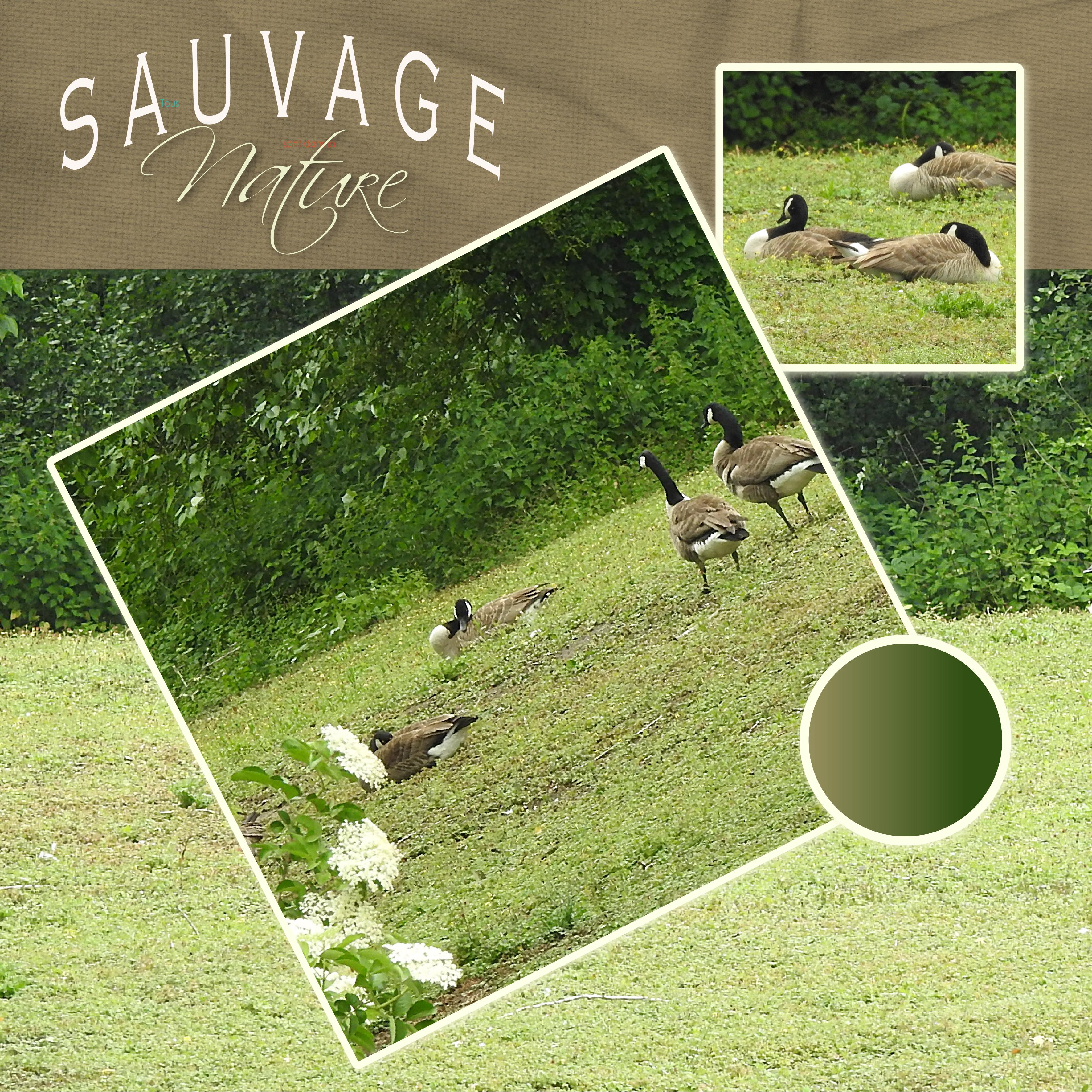 J-n12 - NATURE SAUVAGE.jpg