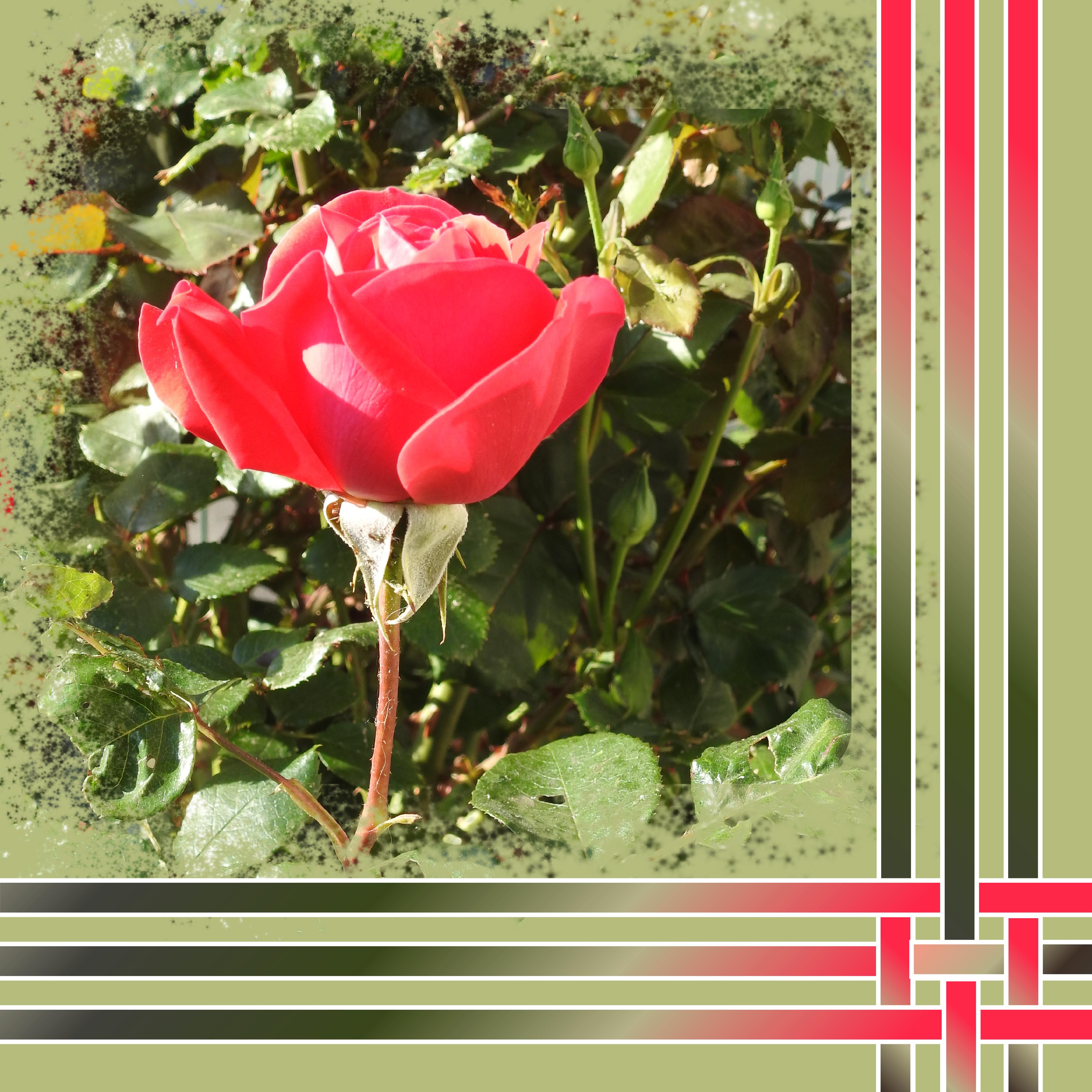 J-n122 - SPLENDIDE NATURE.jpg