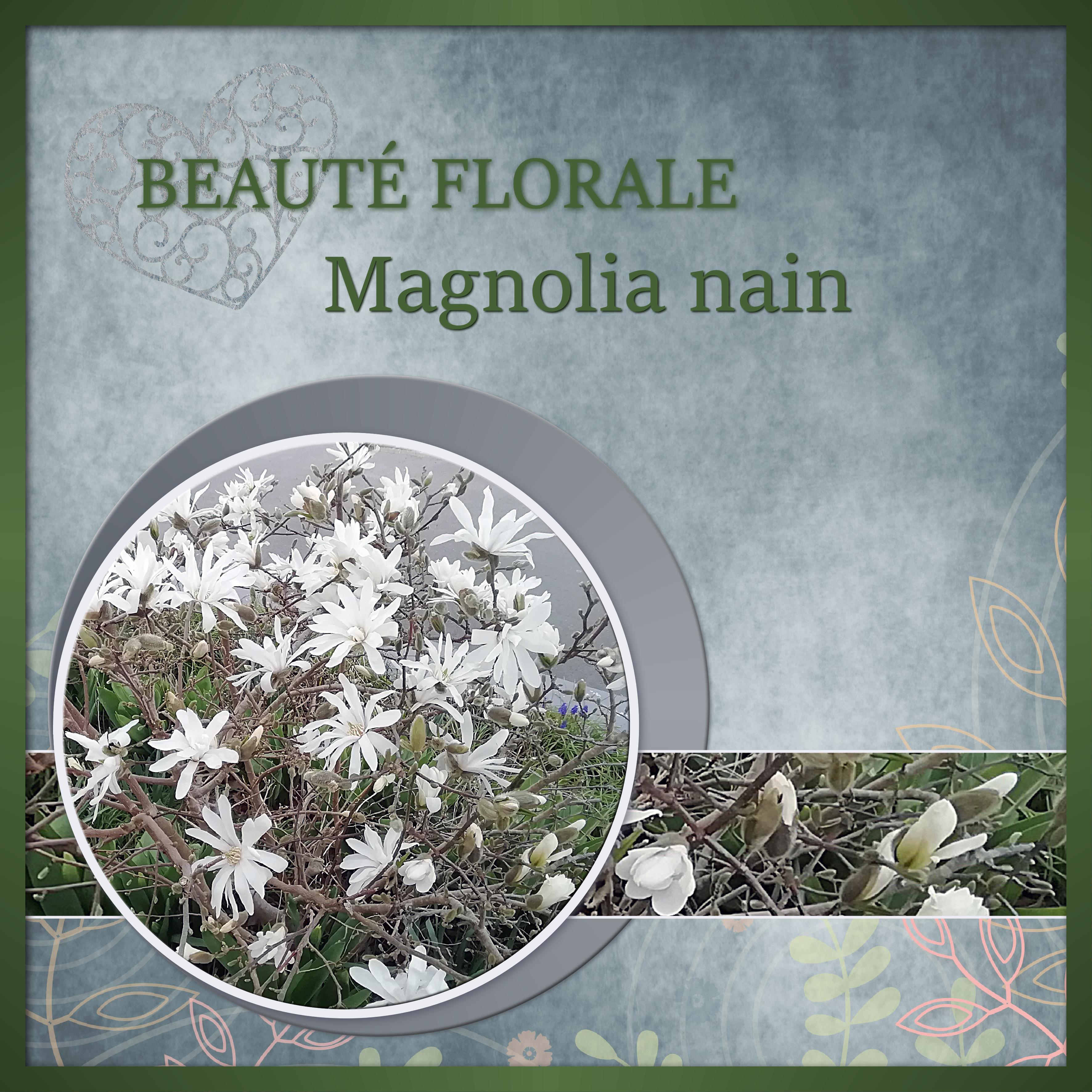 J-n13 - MAGNOLIA NAIN.jpg