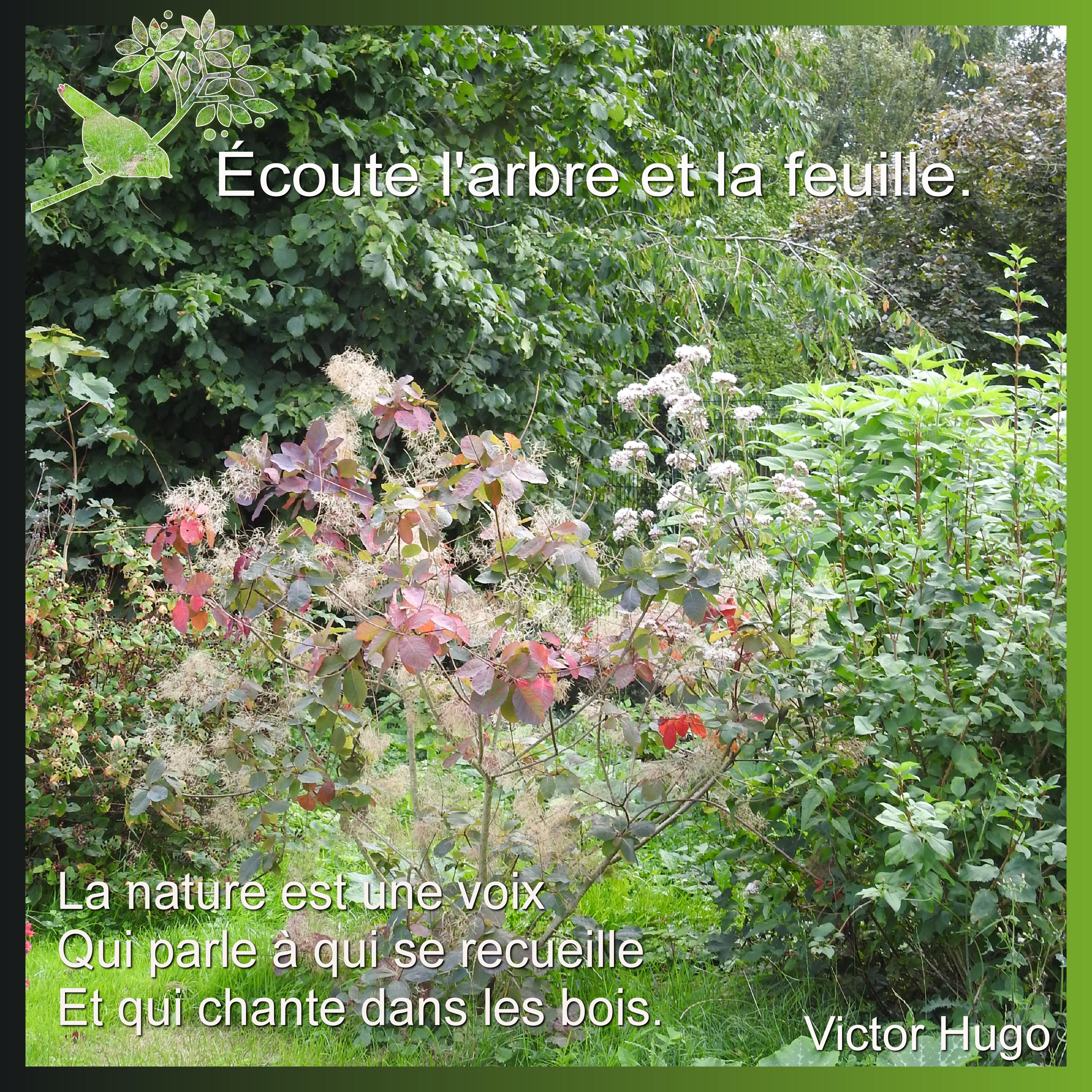 J-n15 - ECOUTE L'ARBRE.jpg