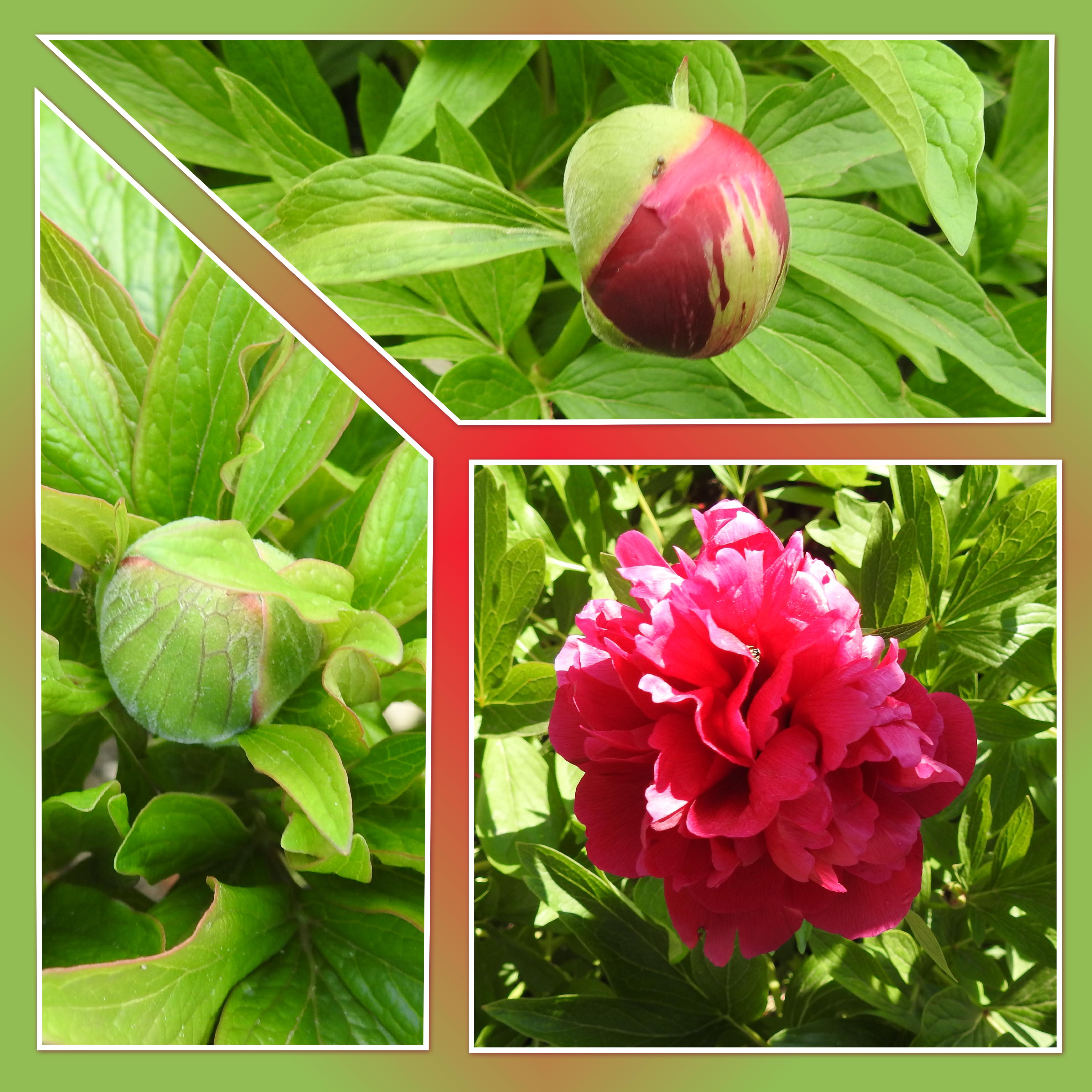 J-n15 - PIVOINES ROUGES.jpg