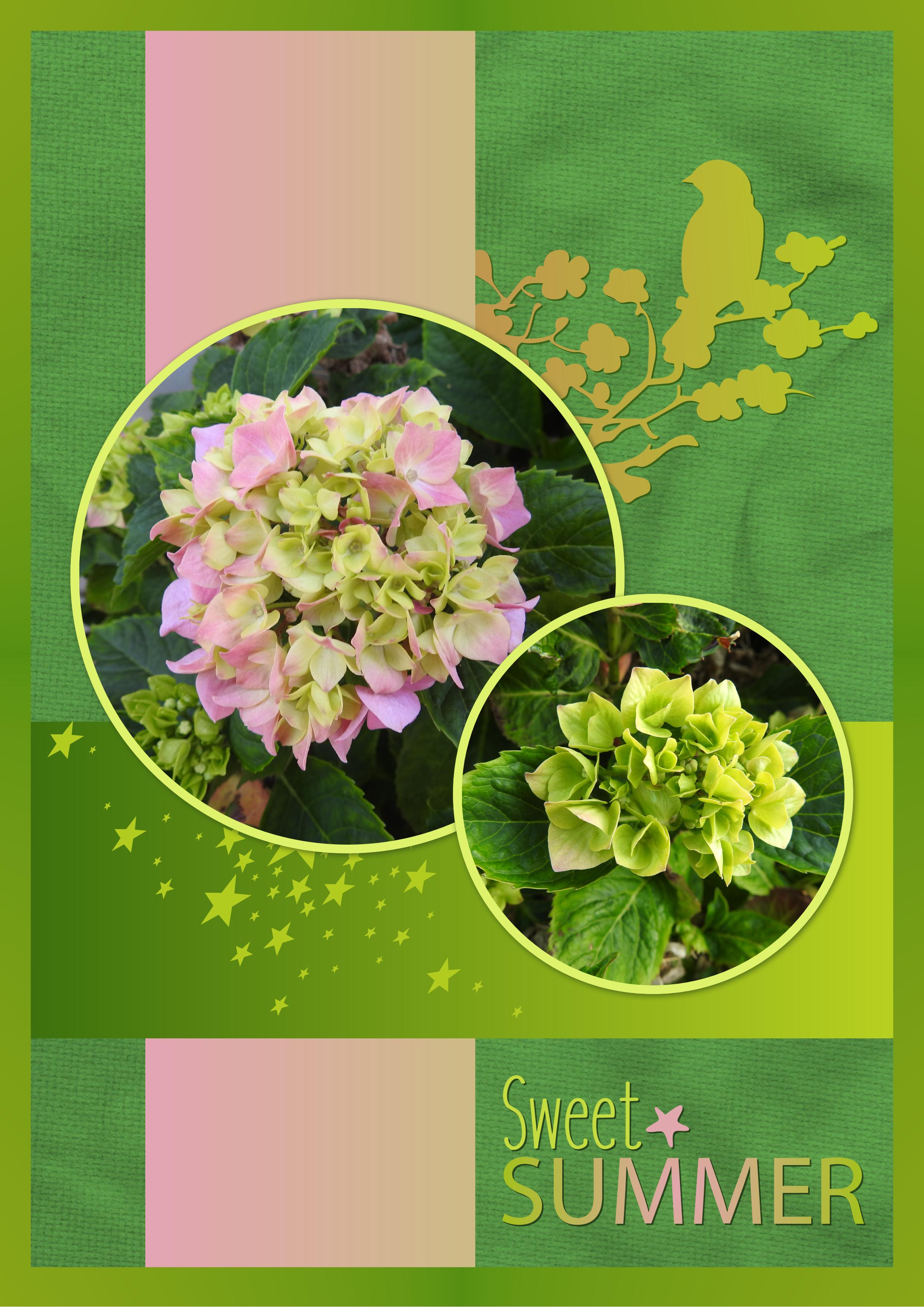 J-n153 - SWEET SUMMER.jpg