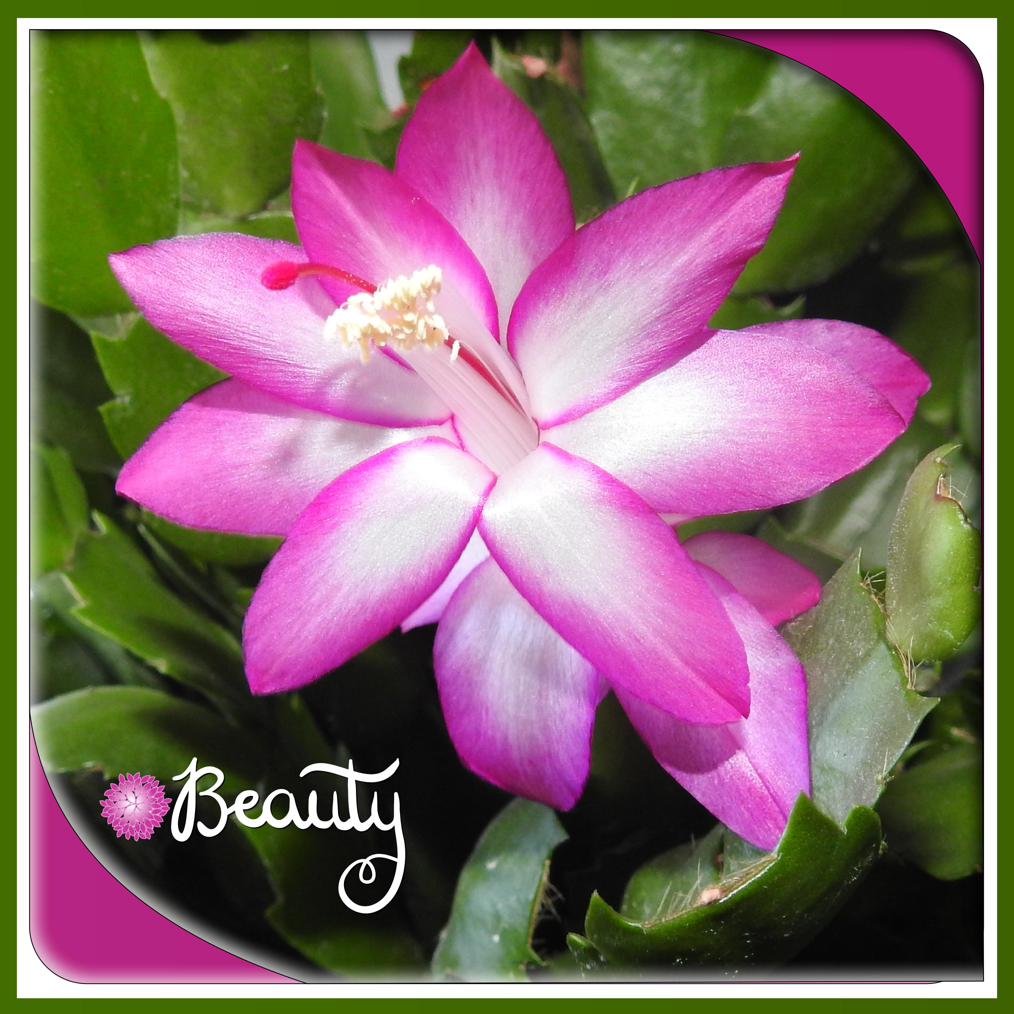 J-n156 - BEAUTY.jpg