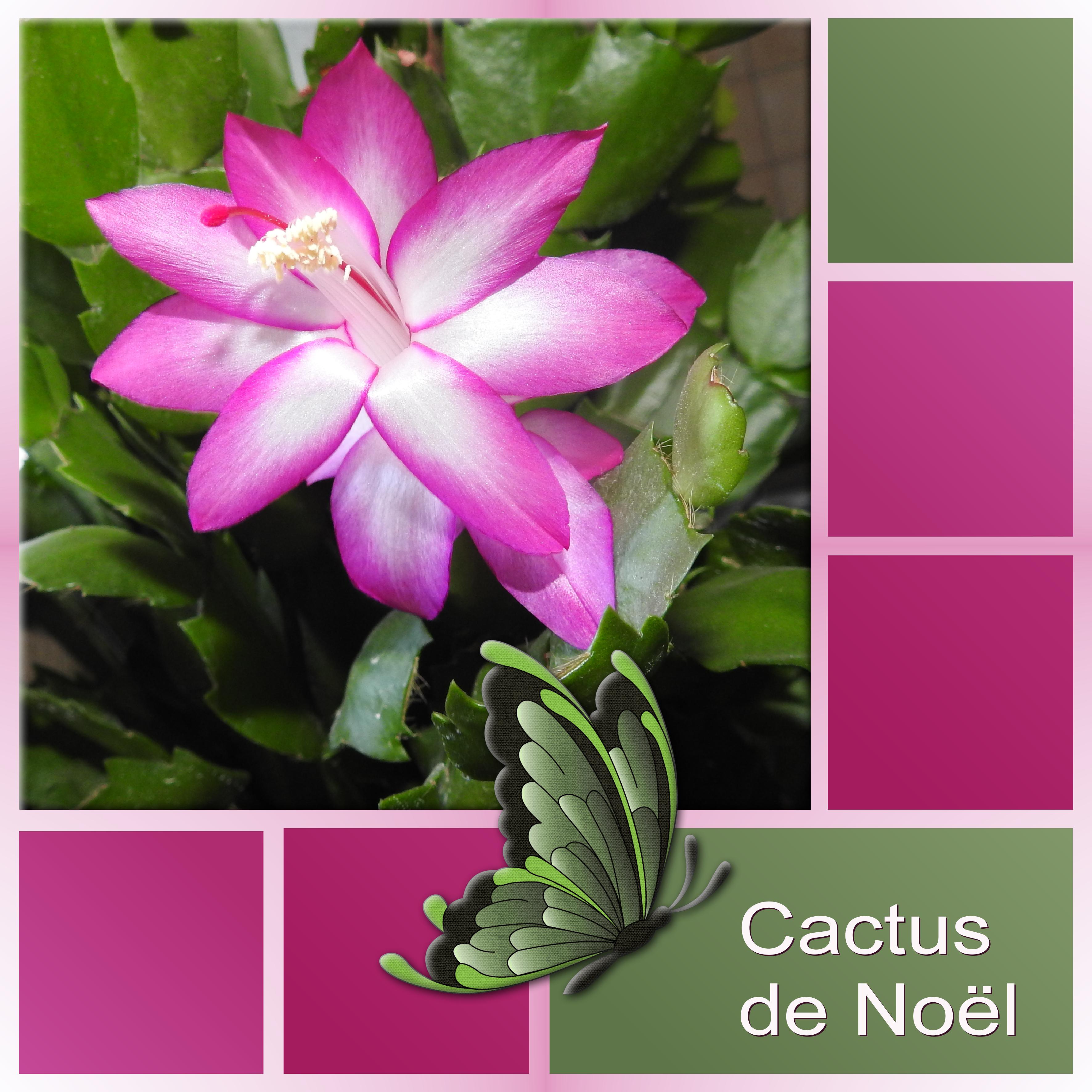 J-n157 - CACTUS DE NOEL.jpg