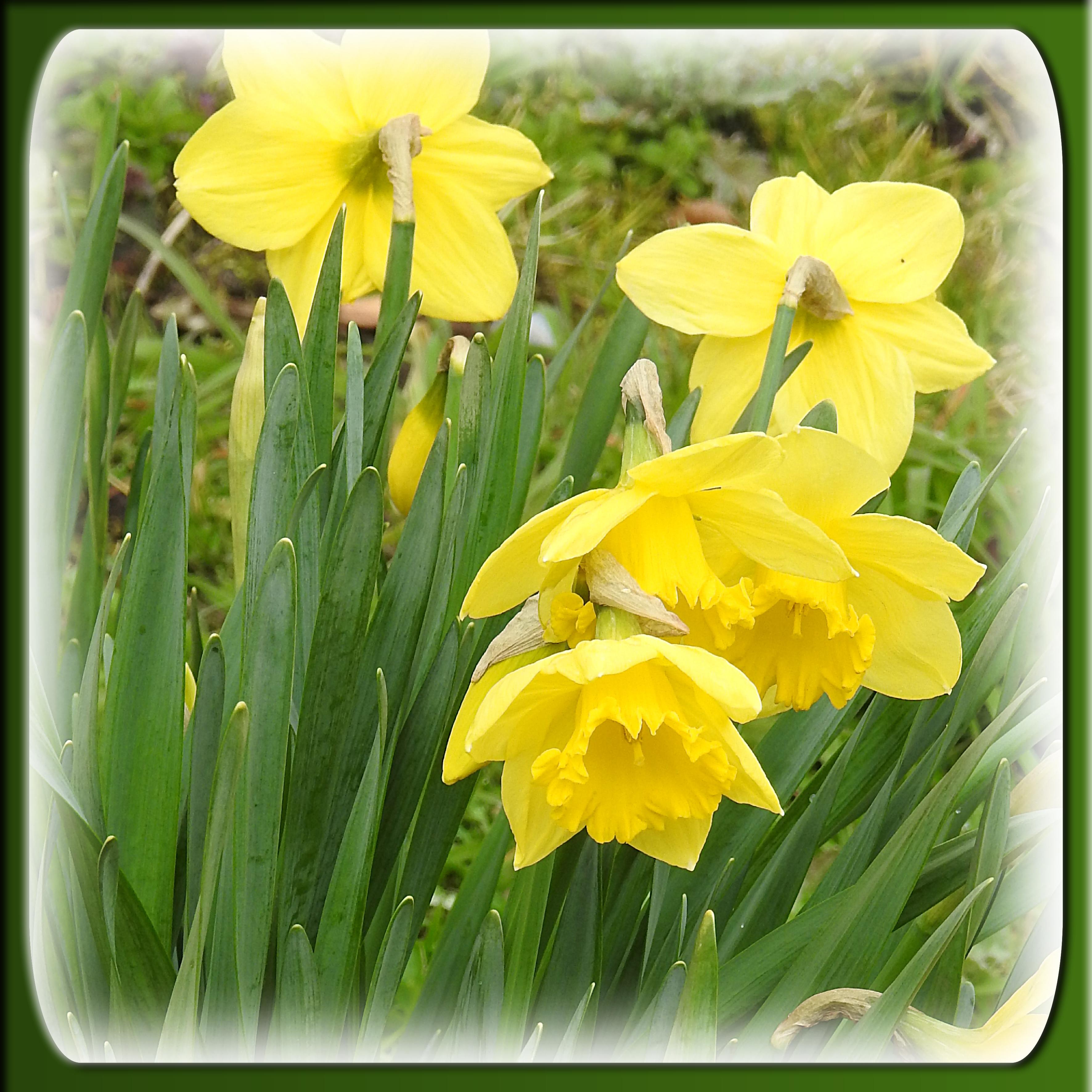 J-n16-OFFRONS DES FLEURS.jpg