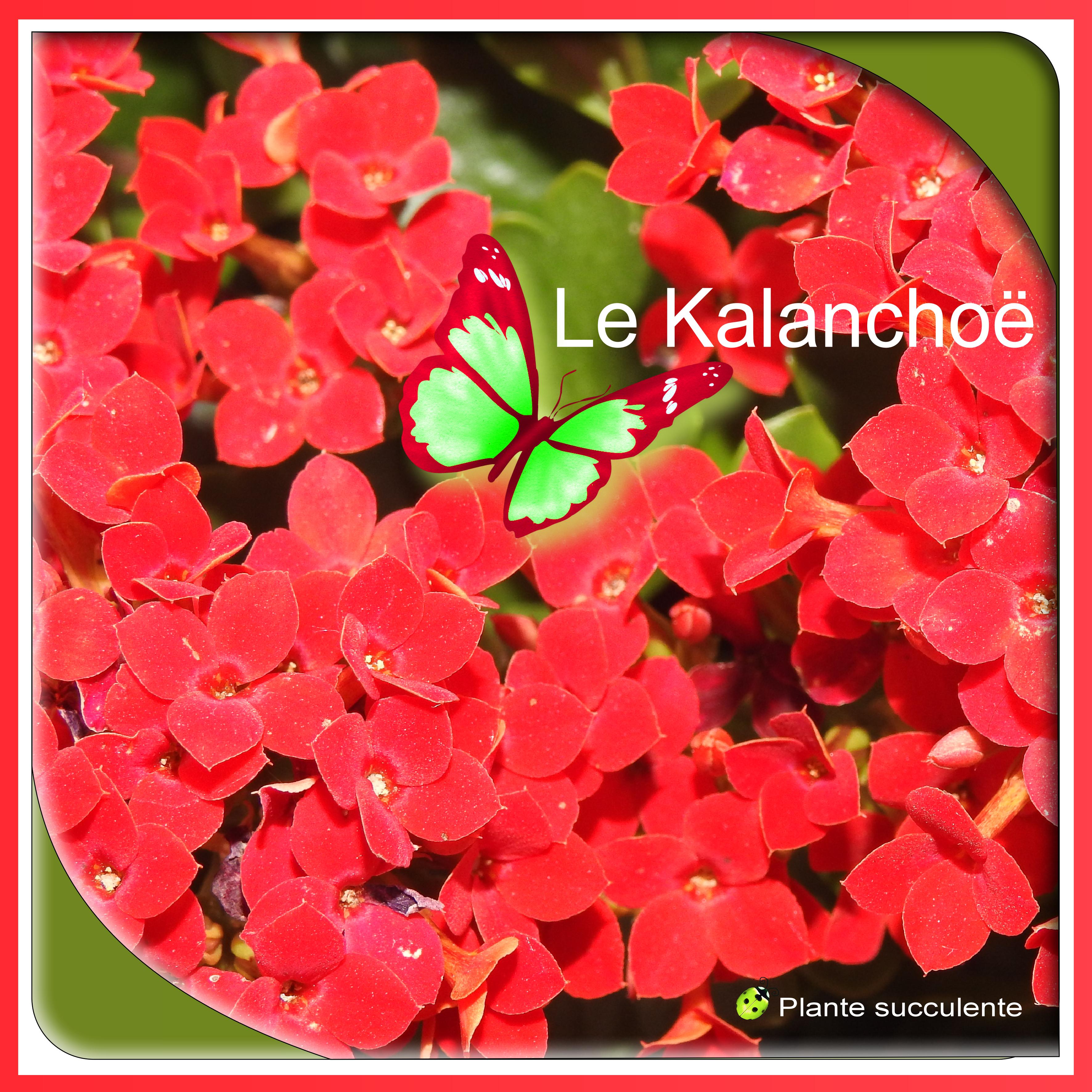 J-n163 - KALANCHOE.jpg