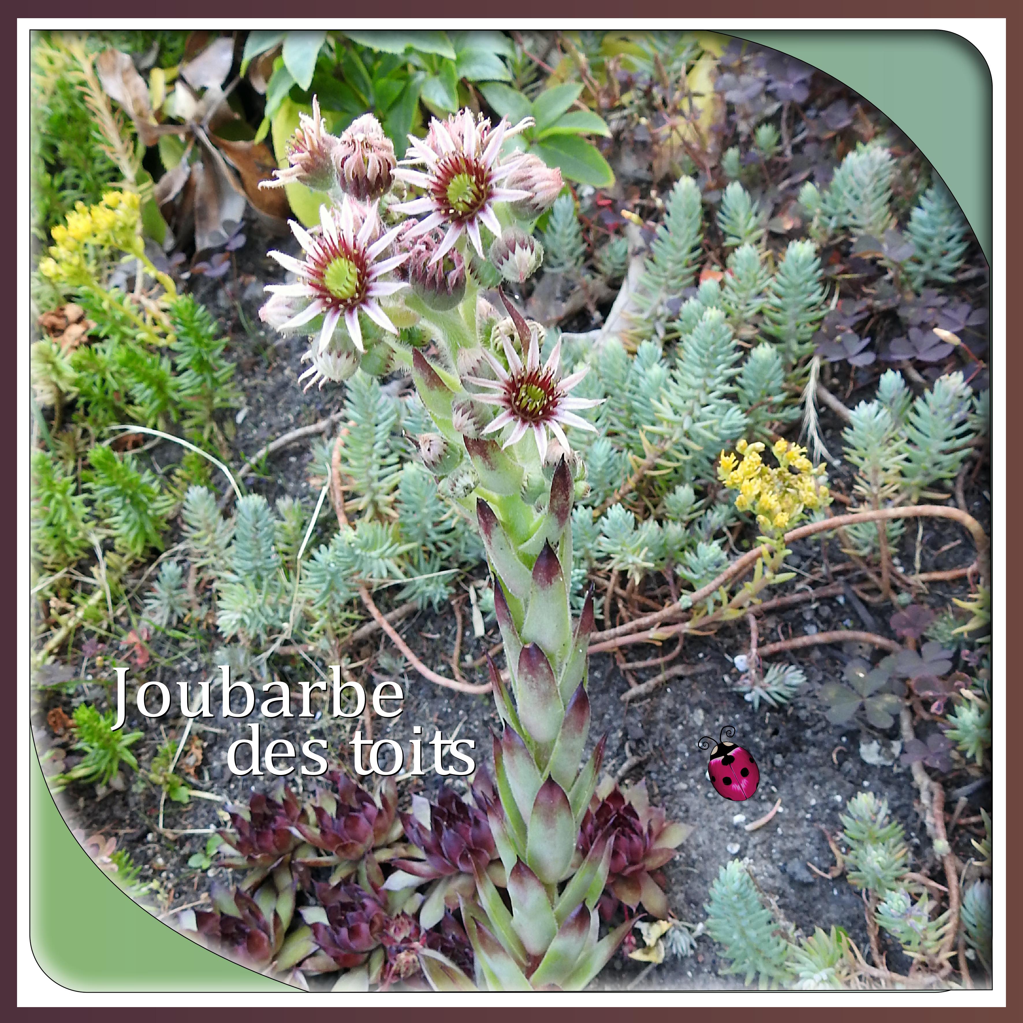 J-n168- JOUBARBE DES TOITS.jpg