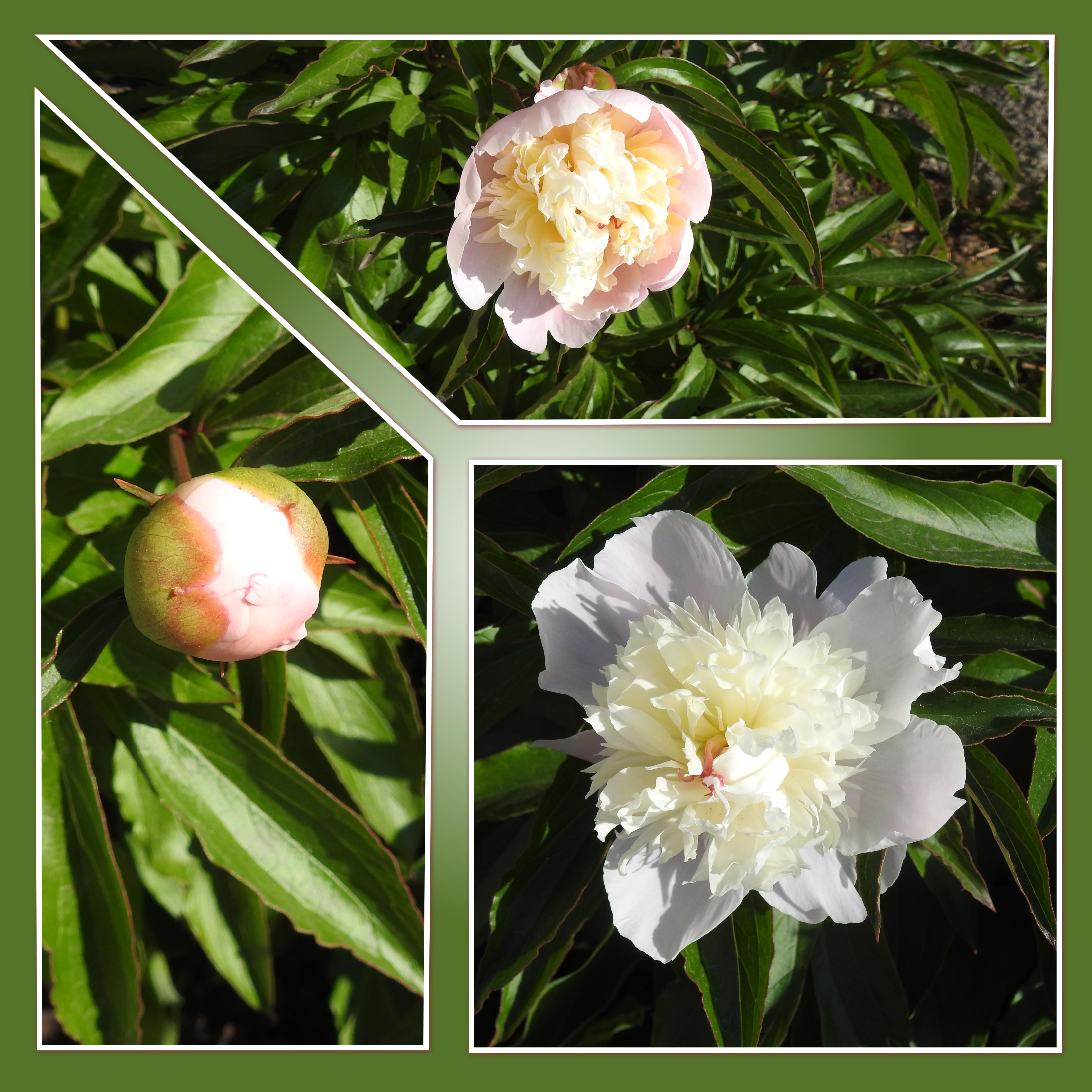 J-n17 - PIVOINES BLANCHES.jpg