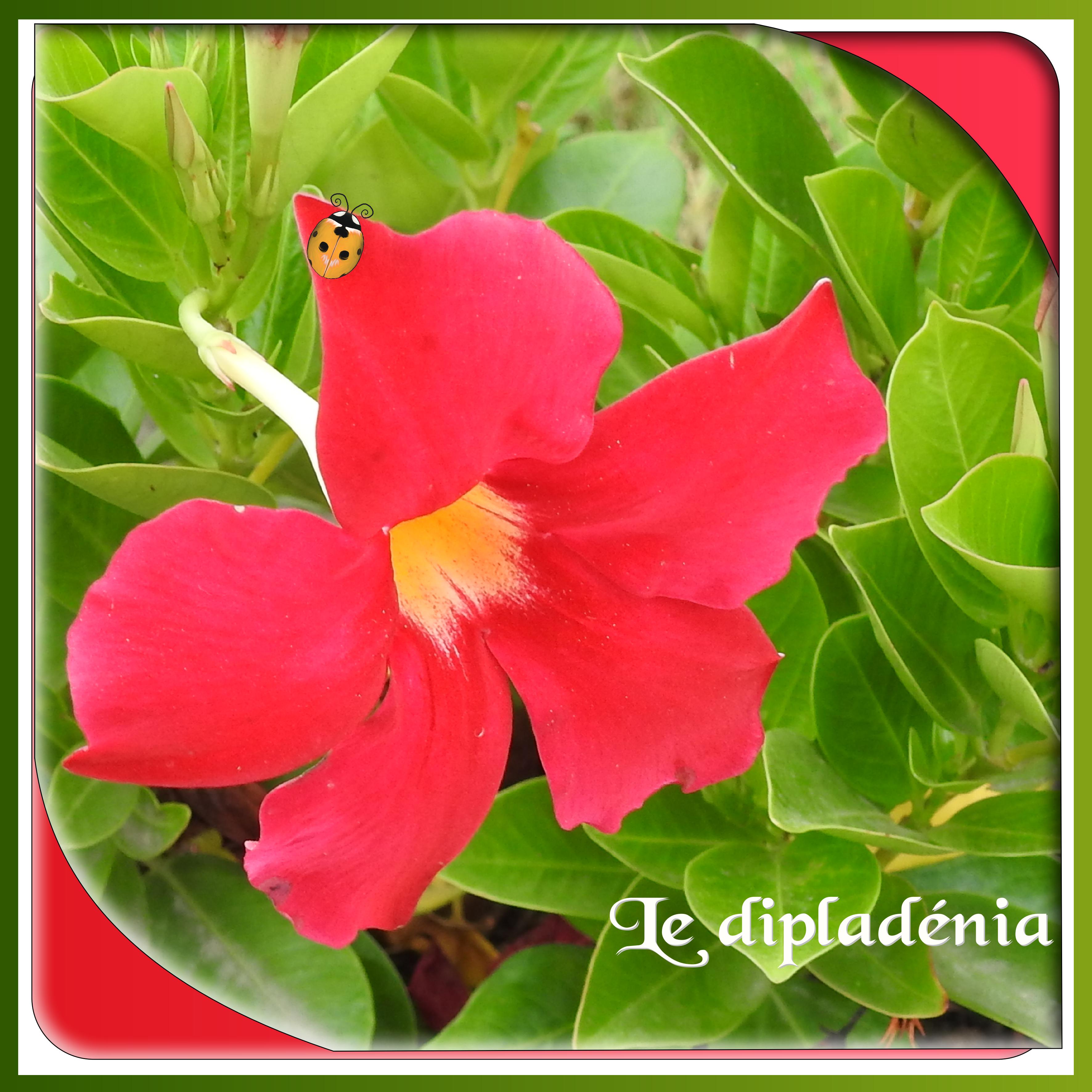 J-n173 - LE DIPLADENIA.jpg