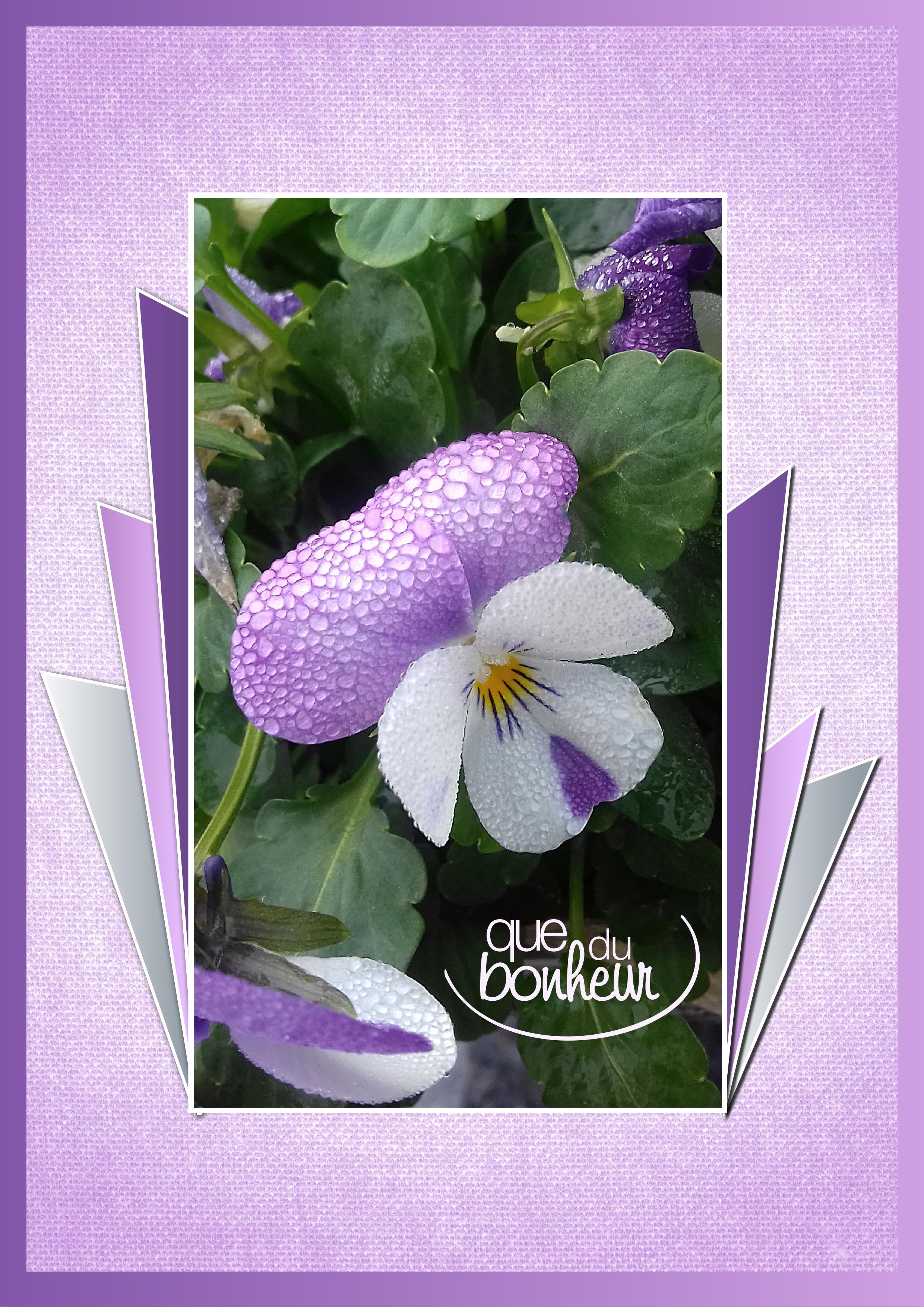 J-n186 - QUE DU BONHEUR.jpg