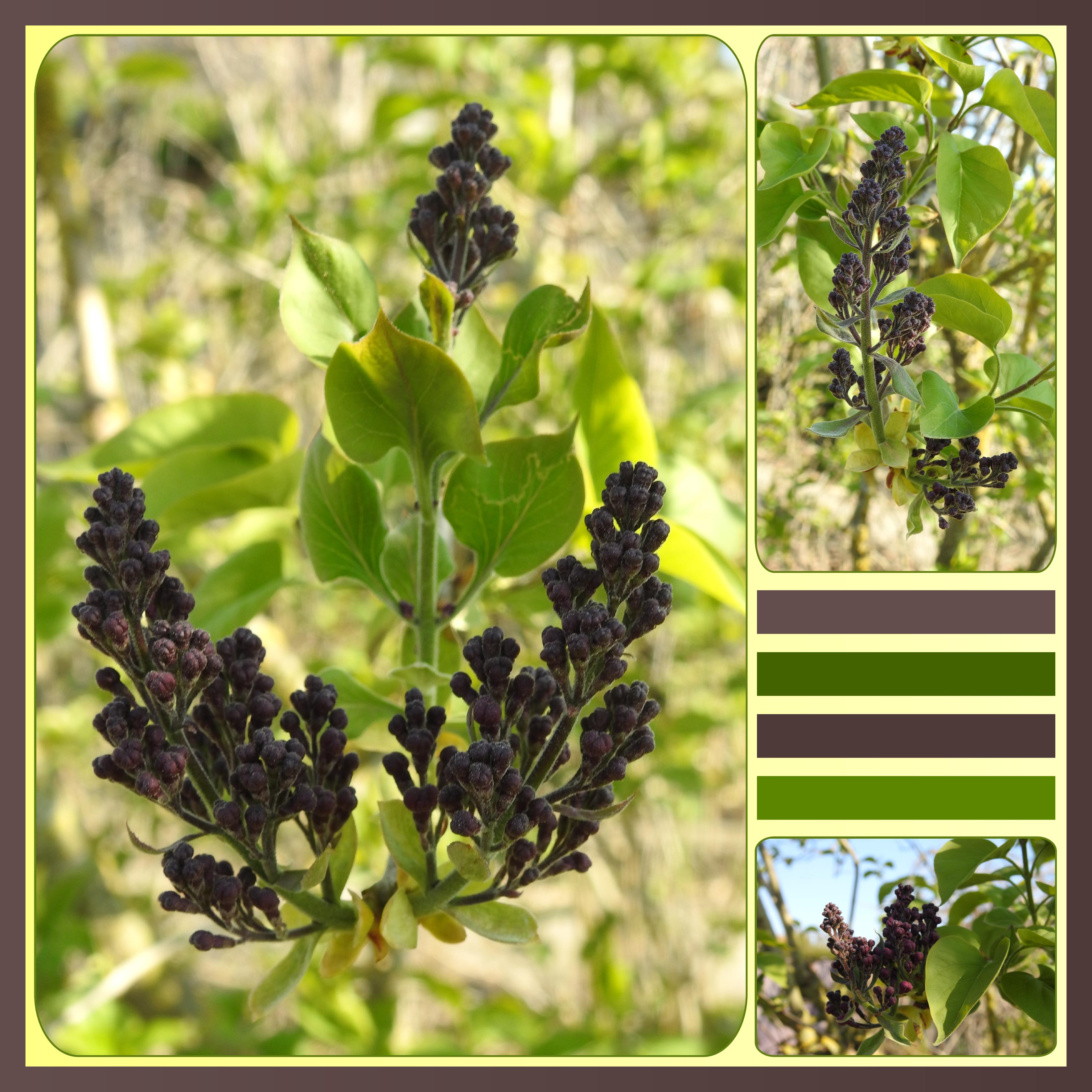 J-n19 - LILAS MAUVE.jpg