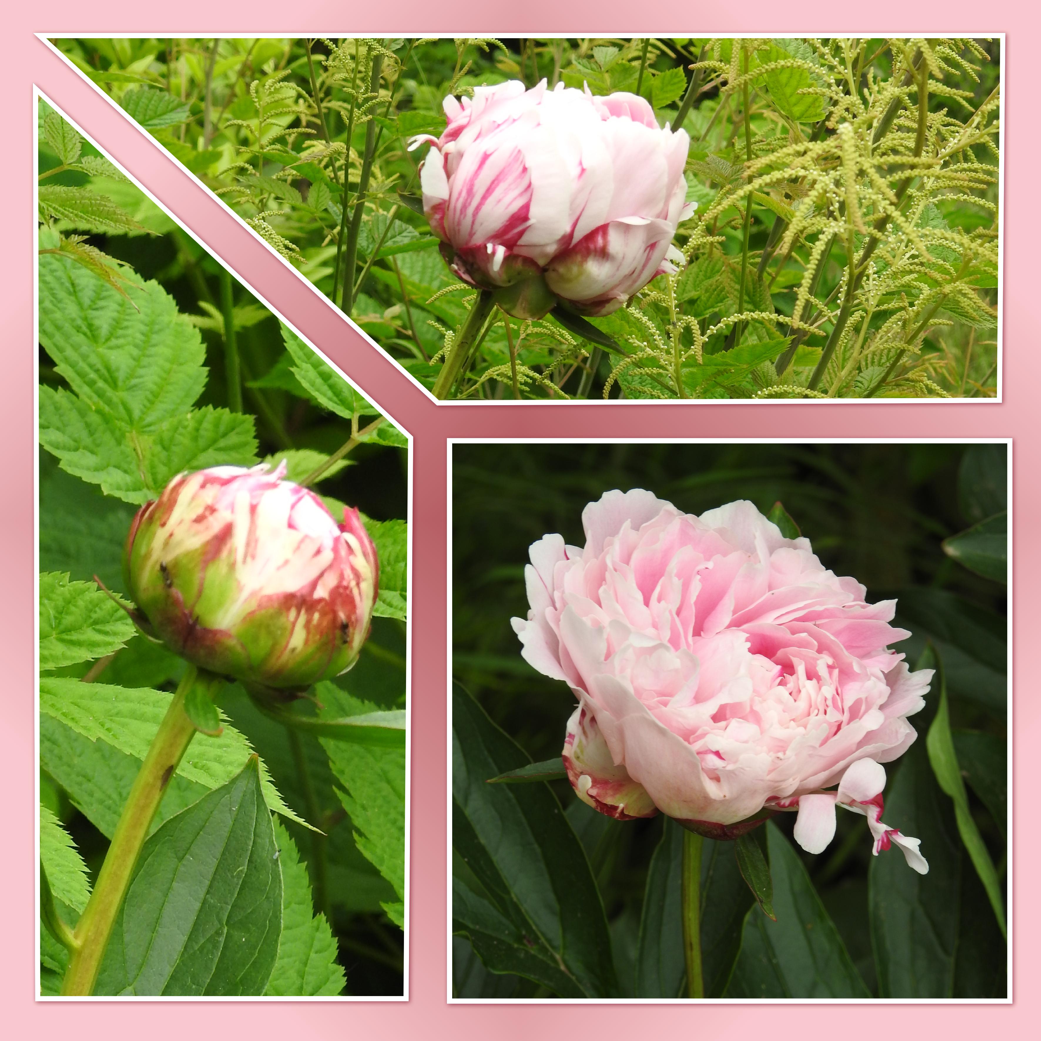 J-n19 - PIVOINES ROSES.jpg