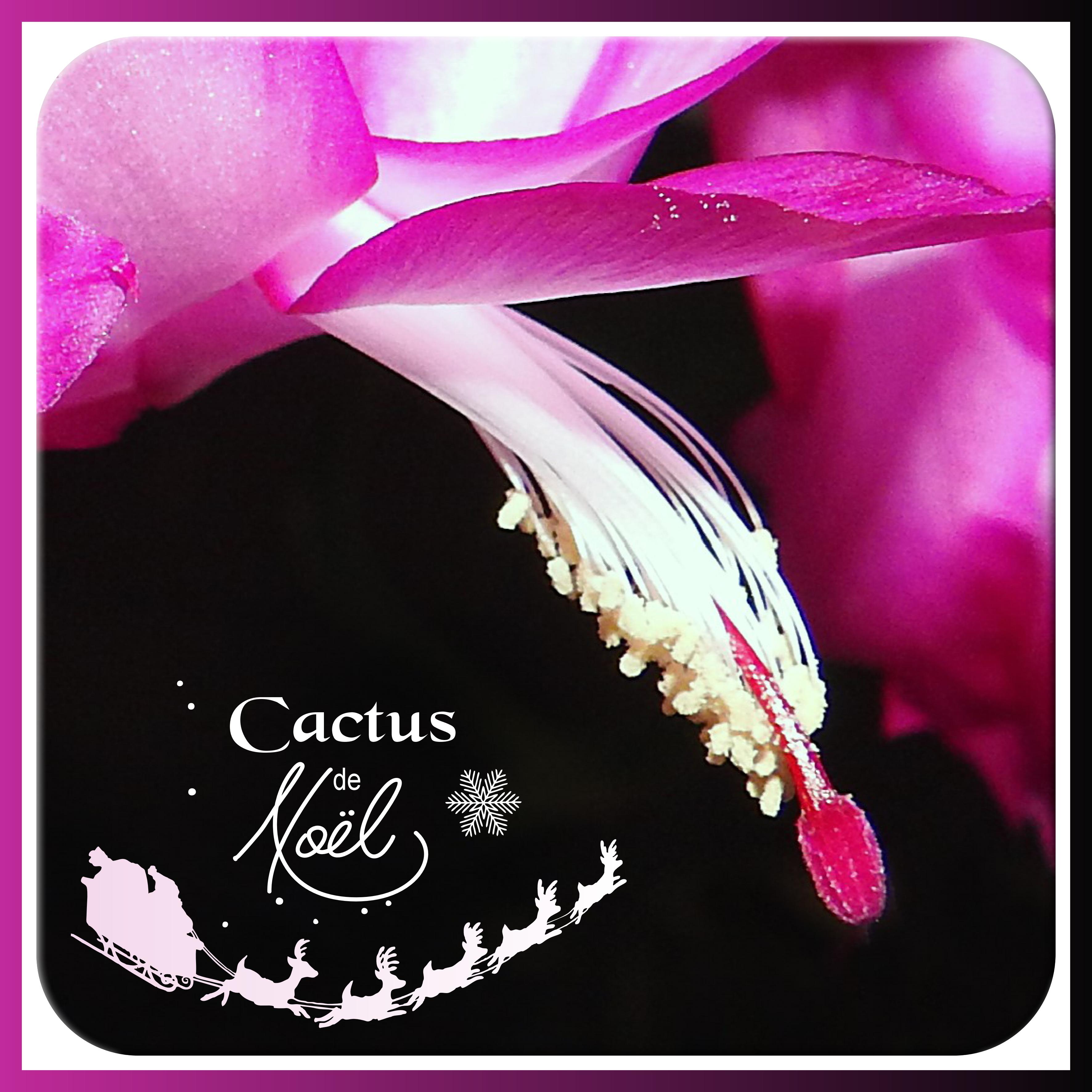 J-n190 - CACTUS DE NOËL.jpg