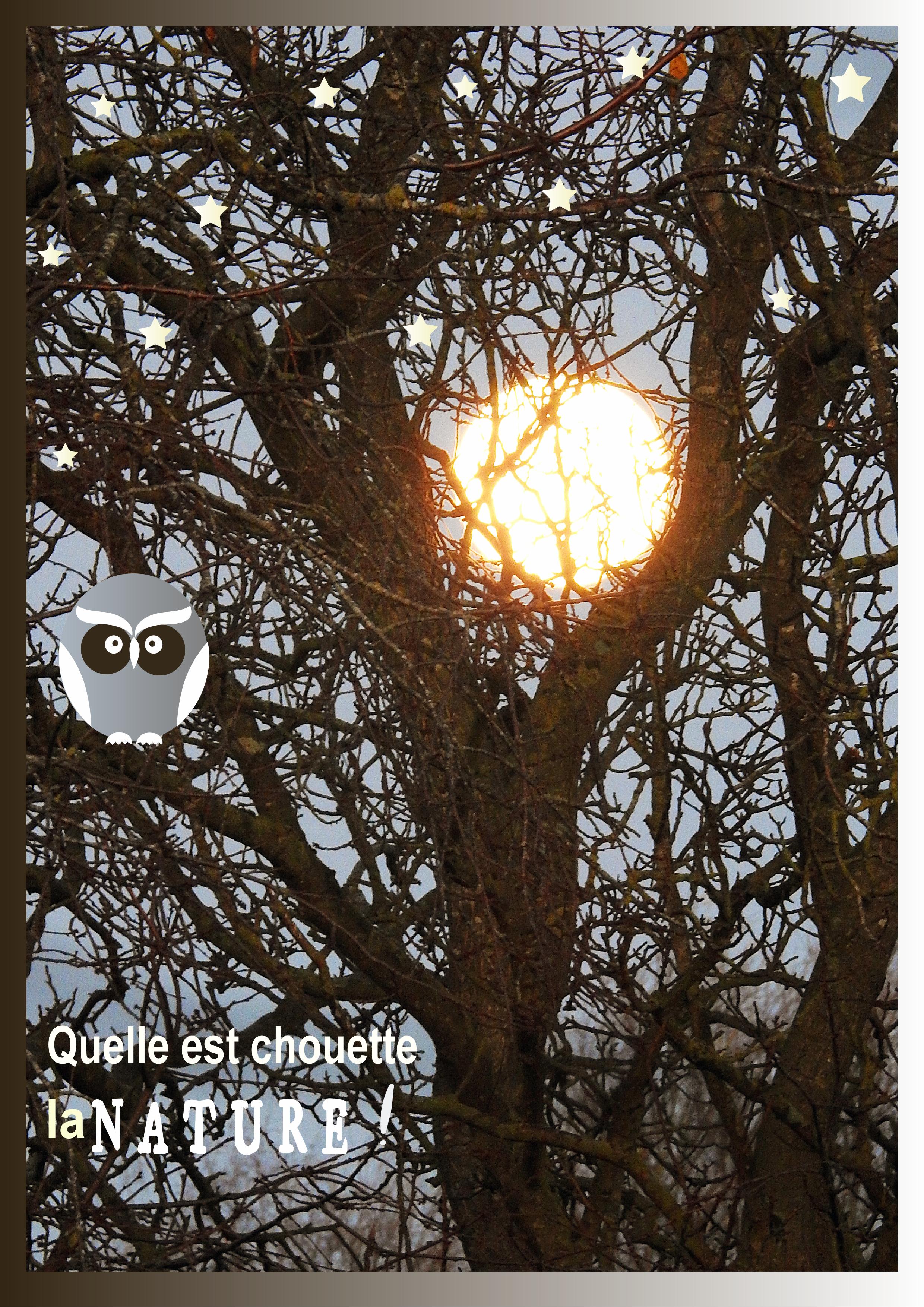 J-n192 - QUELLE EST CHOUETTE LA NATURE.jpg