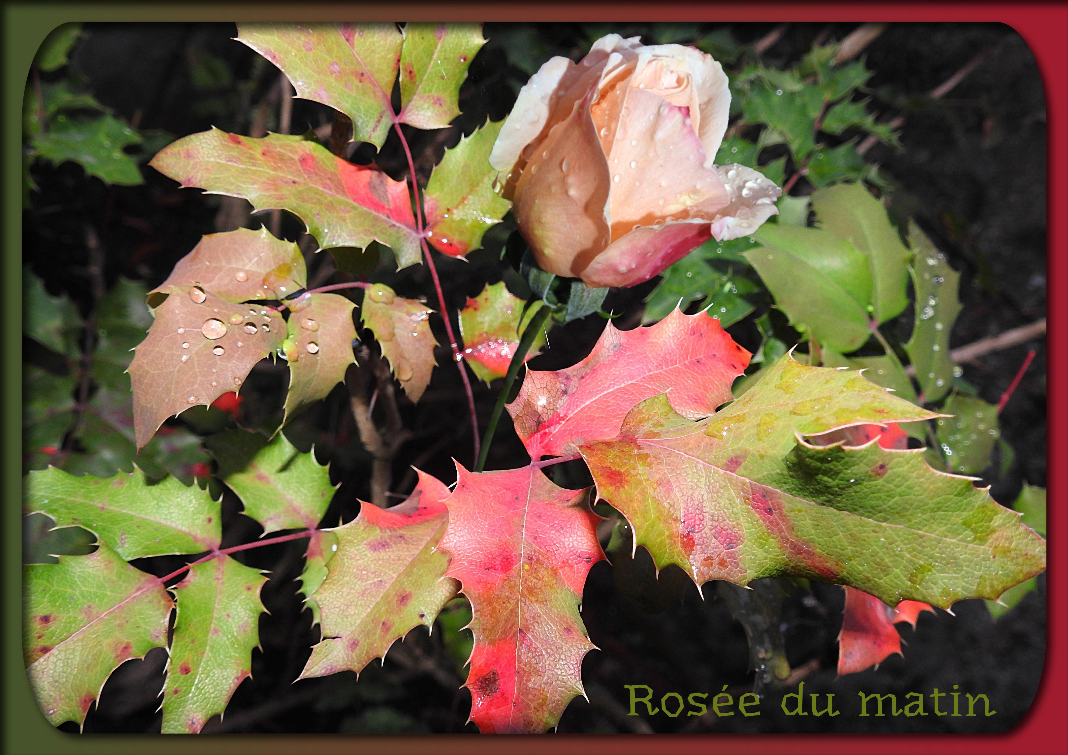 J-n2 - ROSEE DU MATINjpg