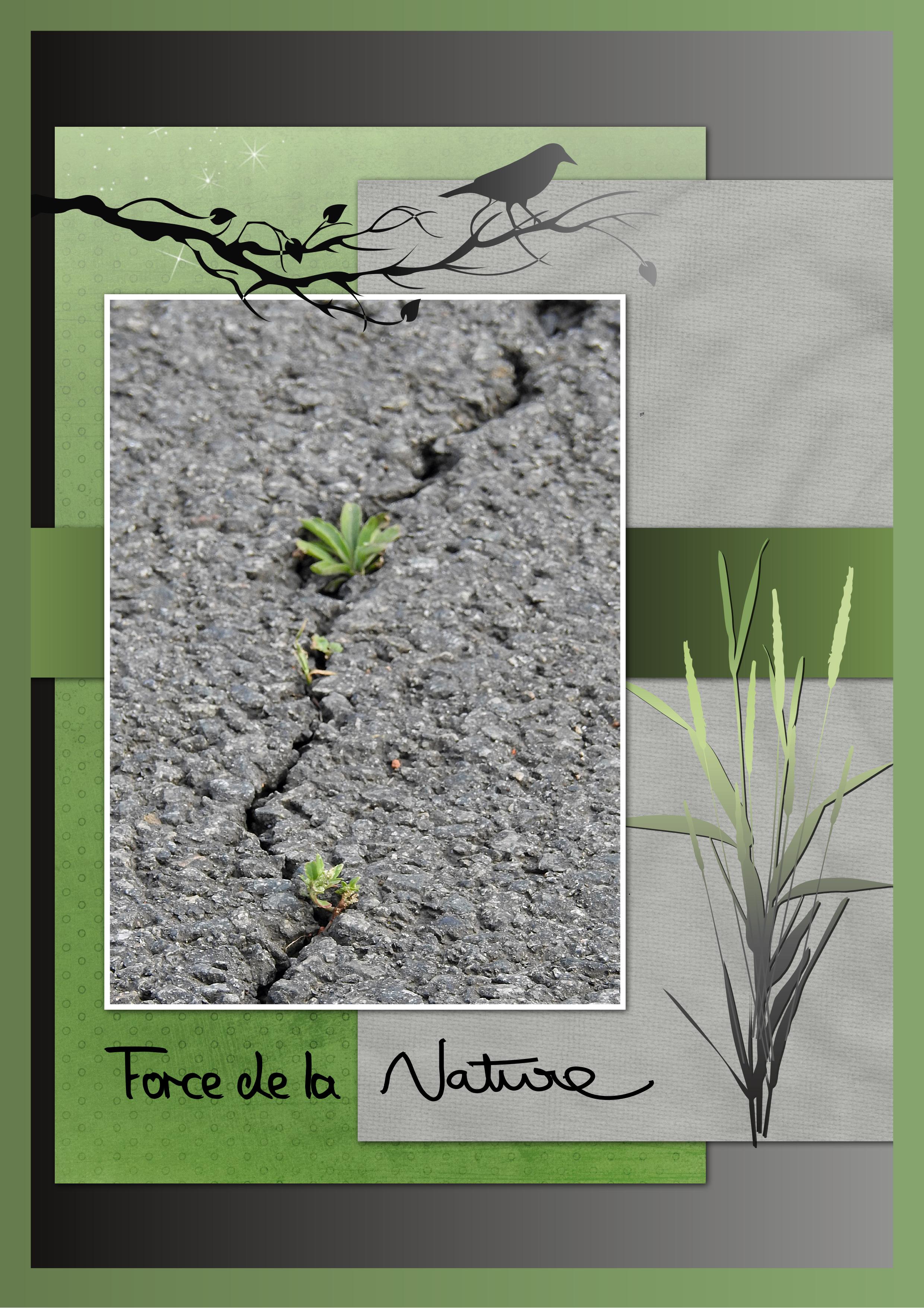 J-n20 - FORCE DE LA NATURE.jpg