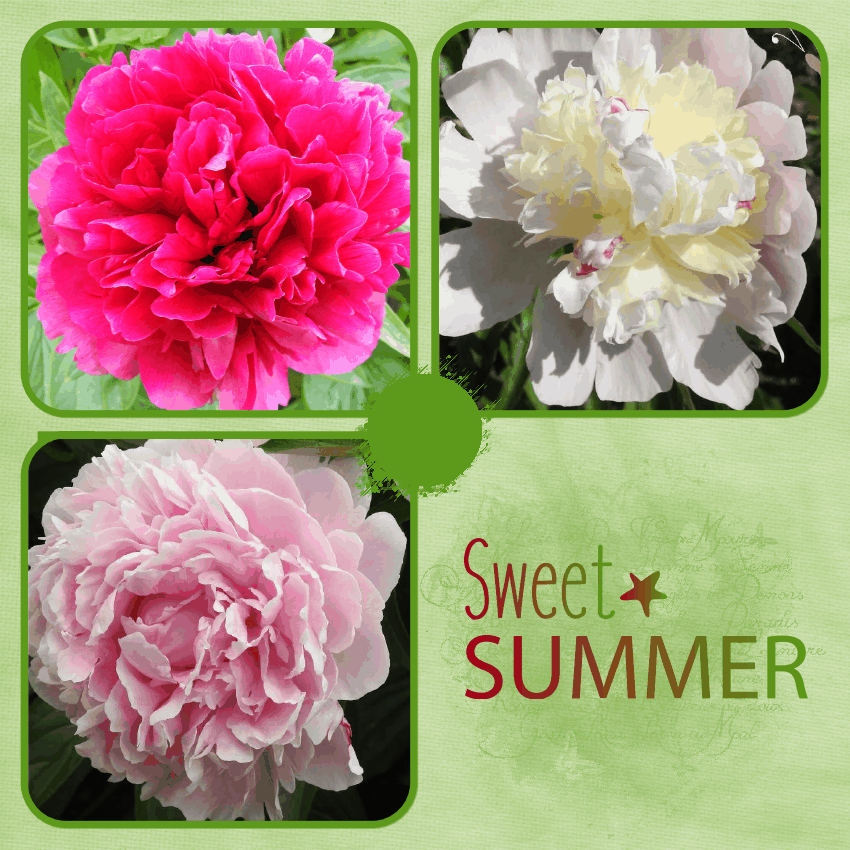 J-n20 - SWEET SUMMER.gif