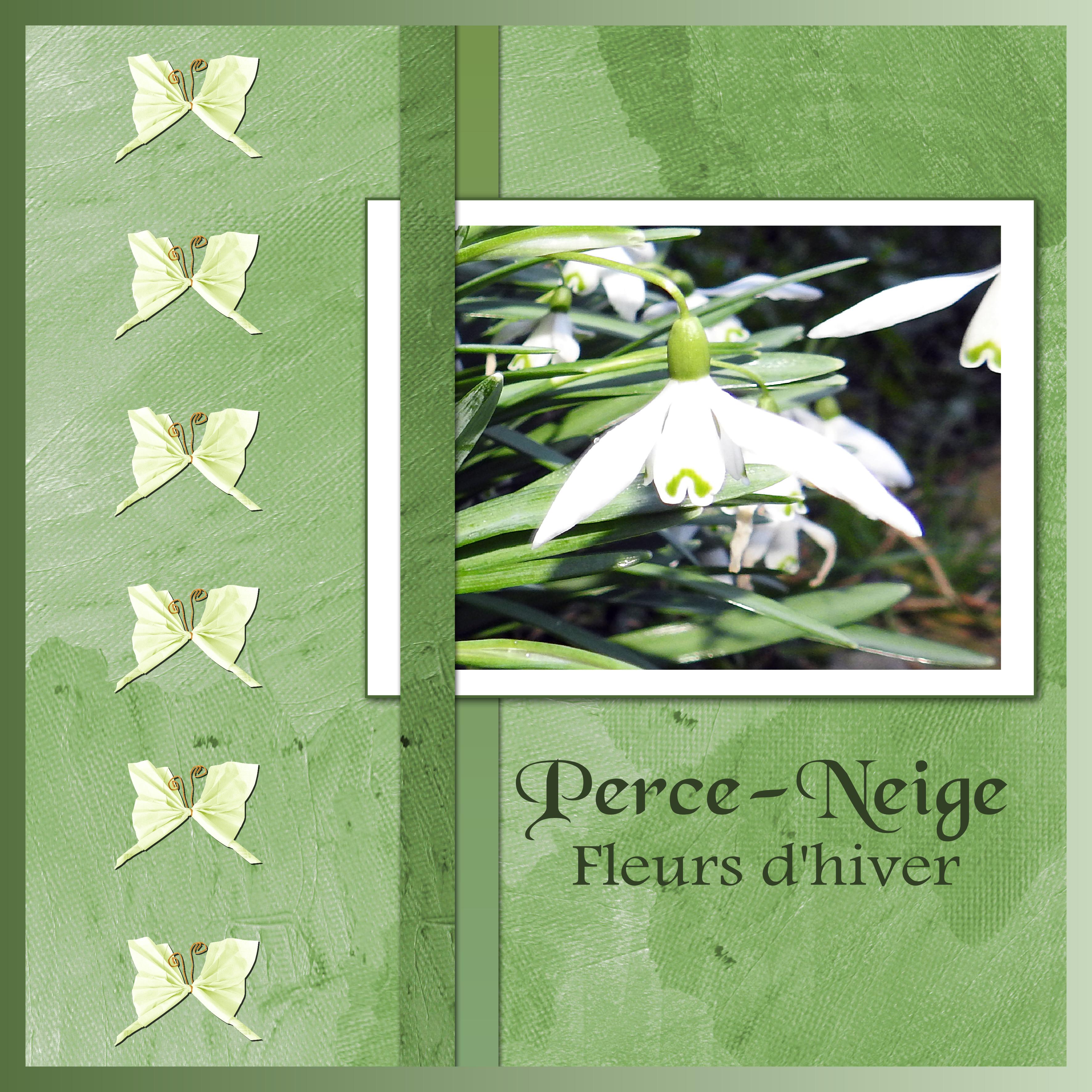 J-n212 - PERCE-NEIGE.jpg