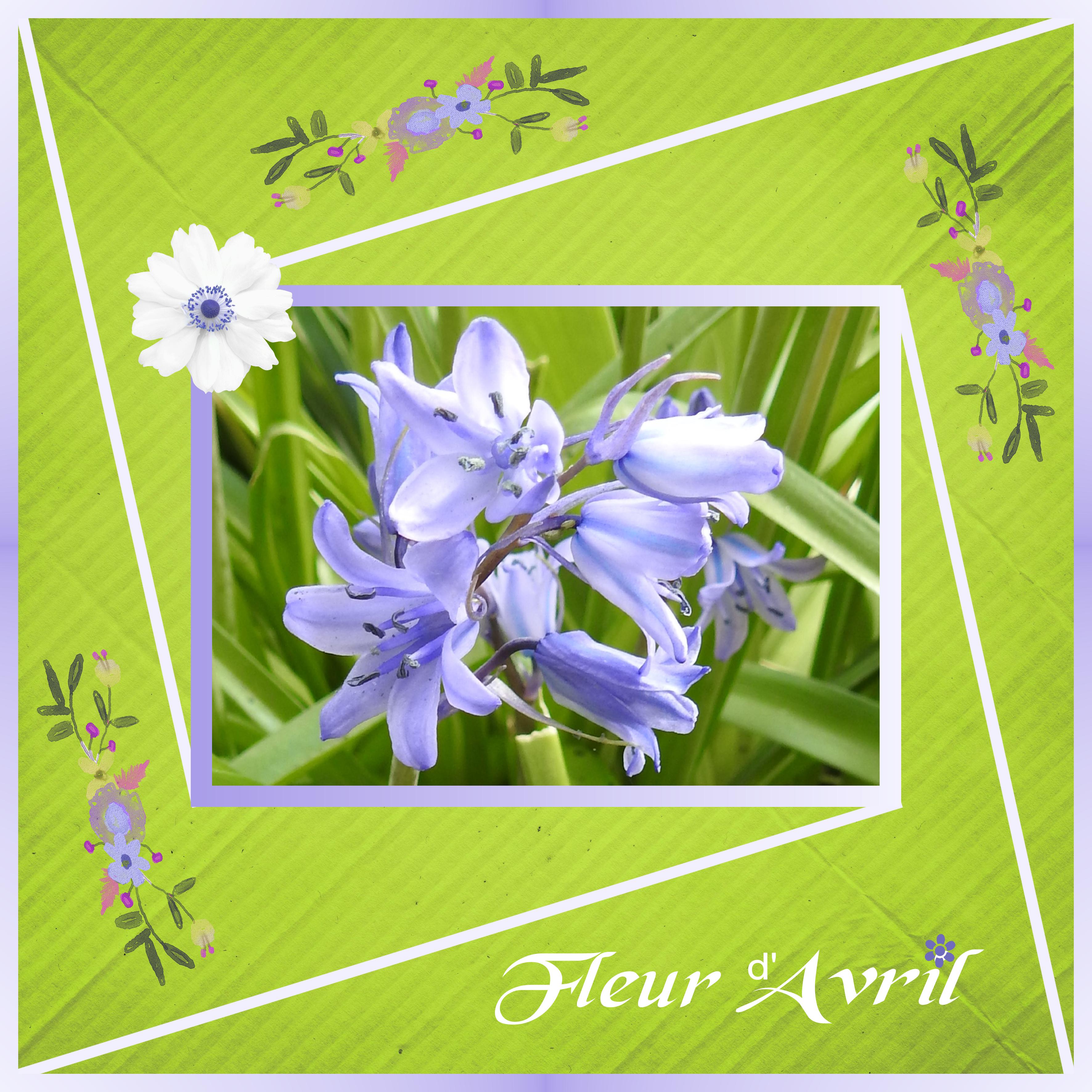 J-n221 - FLEUR D'AVRIL.jpg