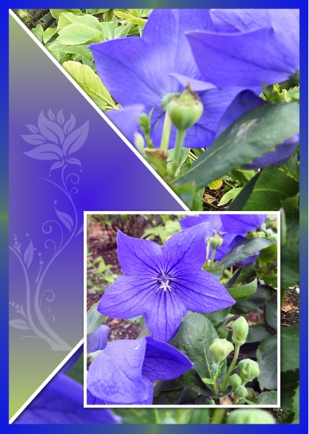 J-n232 - BEAUTE FLORALE.jpg