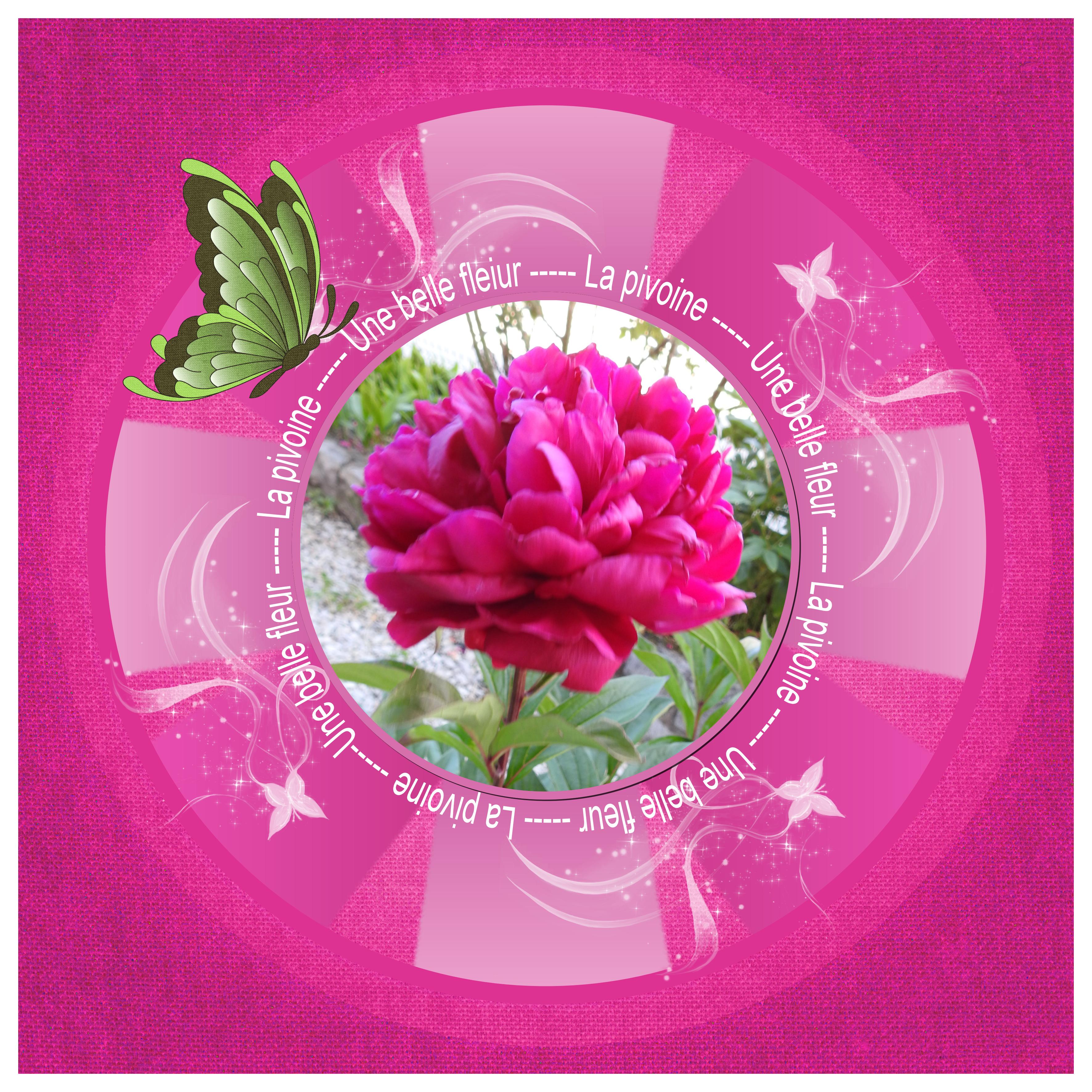 J-n234 - LA PIVOINE.jpg