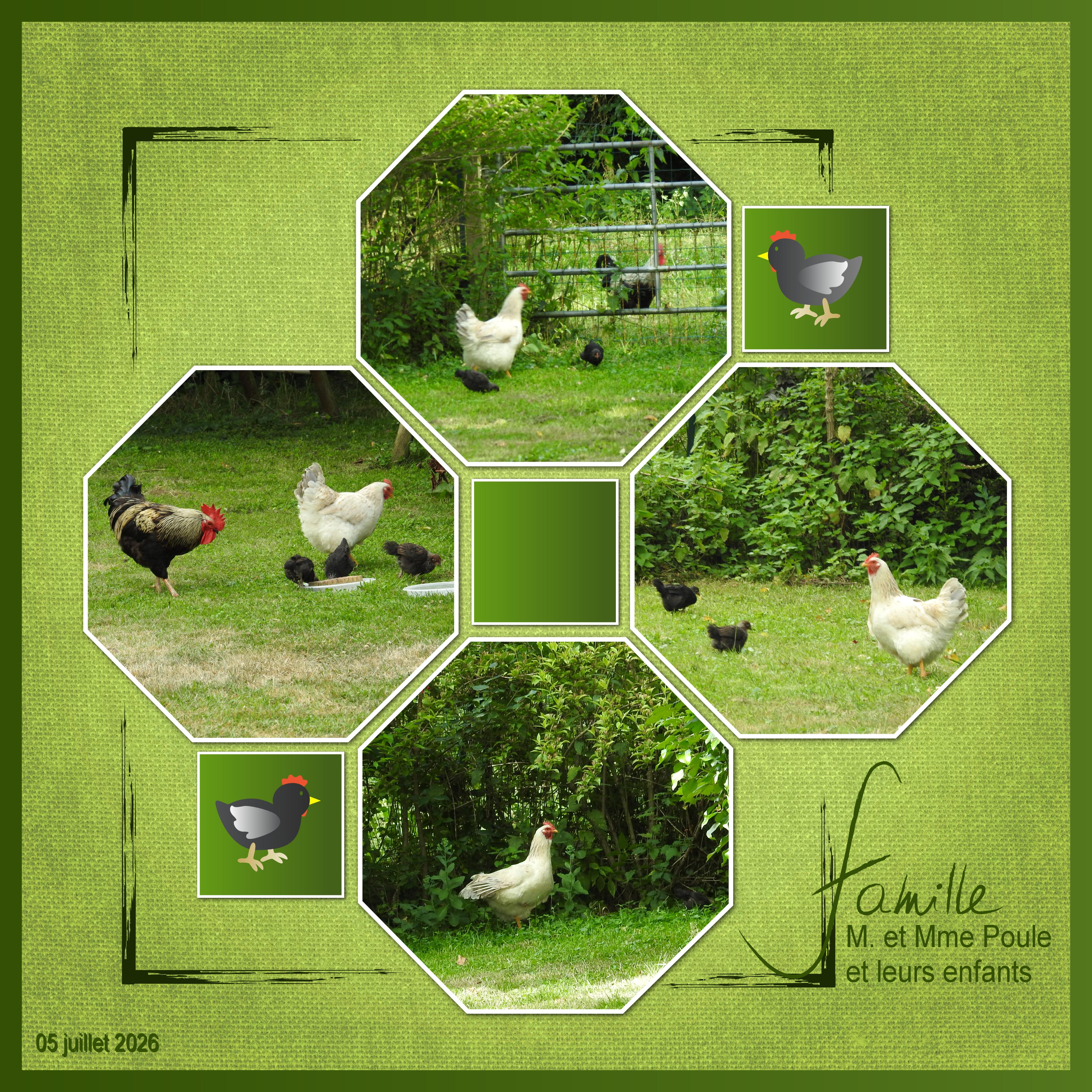 J-n236 - FAMILLE POULE.jpg