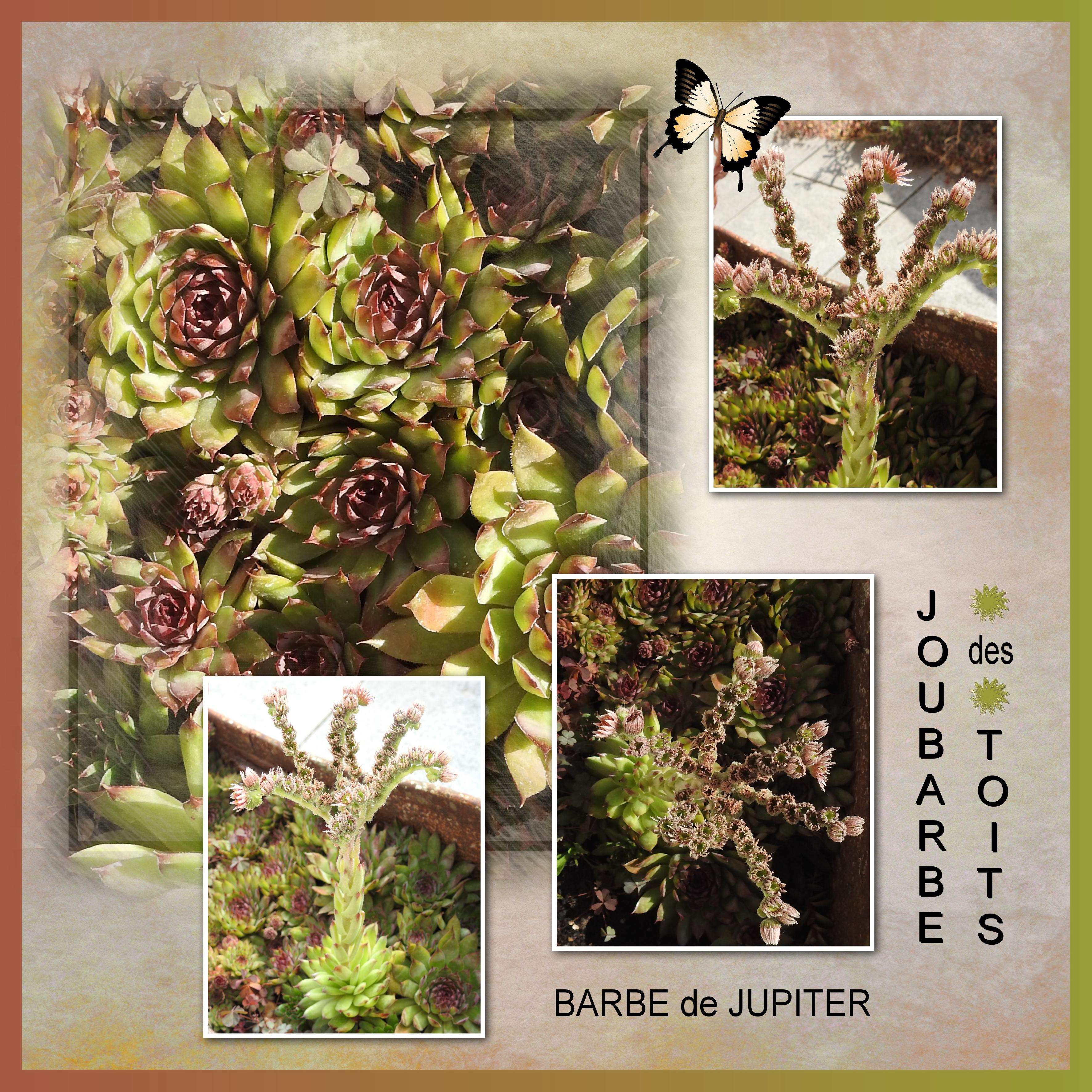 J-n238 - LA BARBE DE JUPITER.jpg