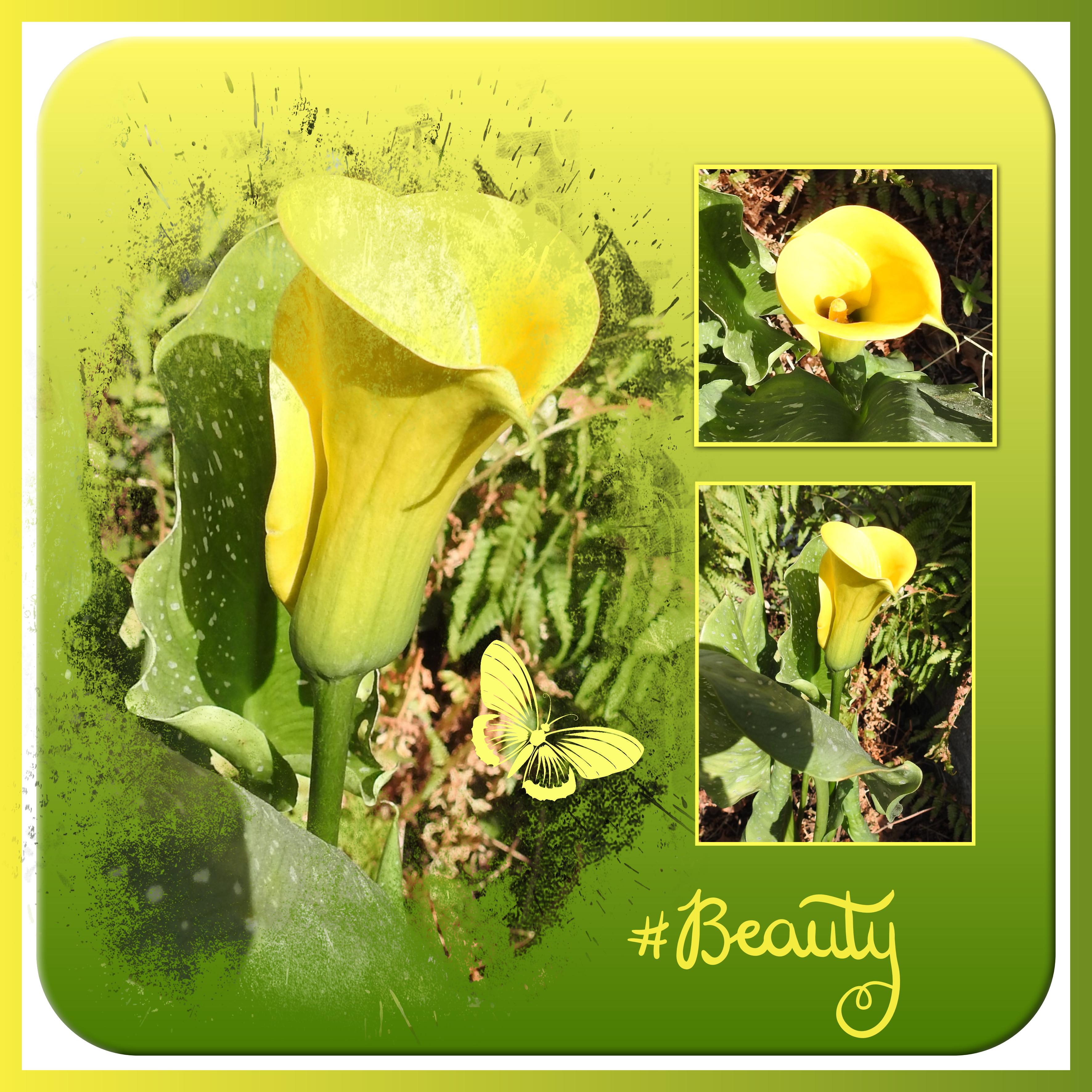 J-n239 - BEAUTY.jpg