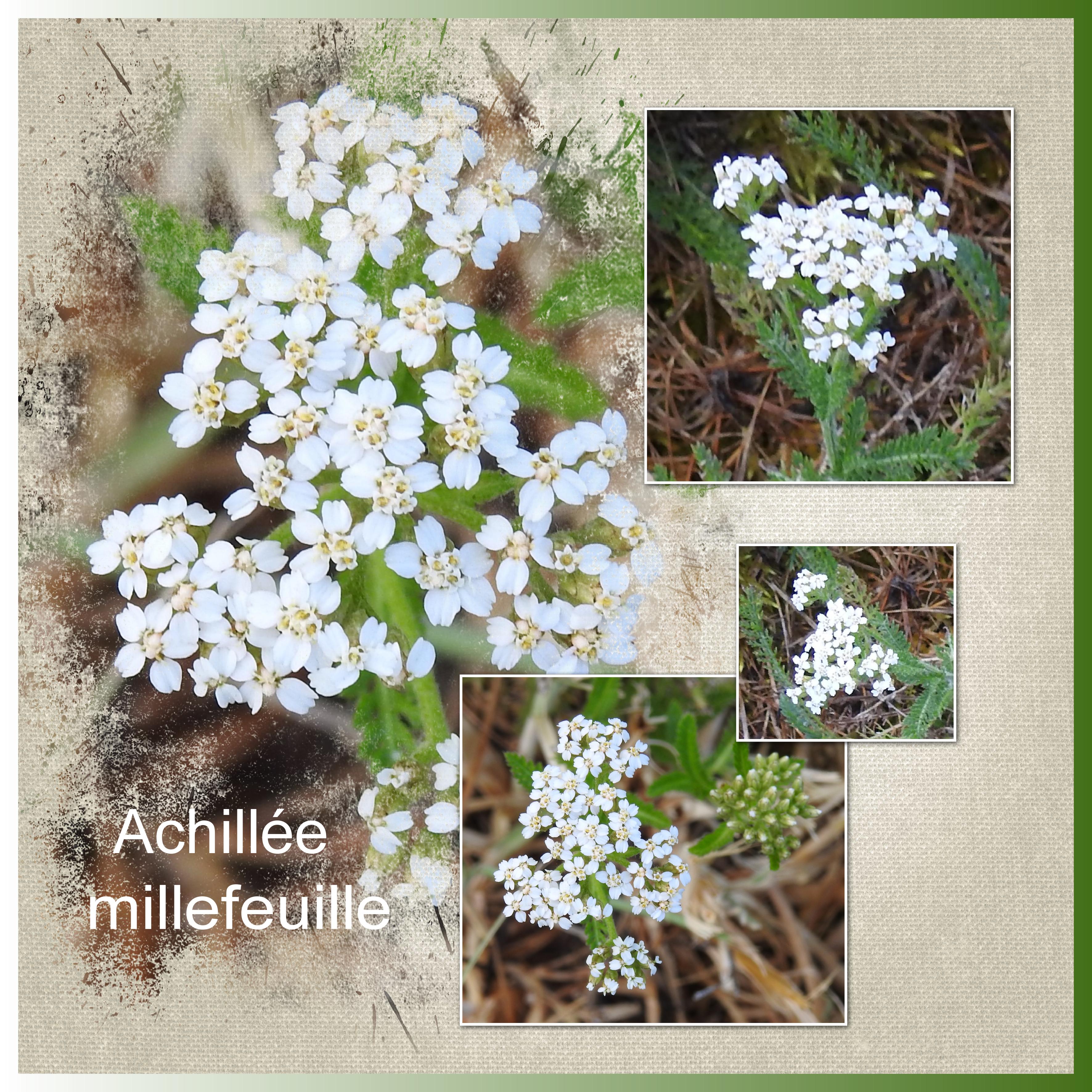 J-n243 - ACHILLEE MILLEFEUILLE.jpg