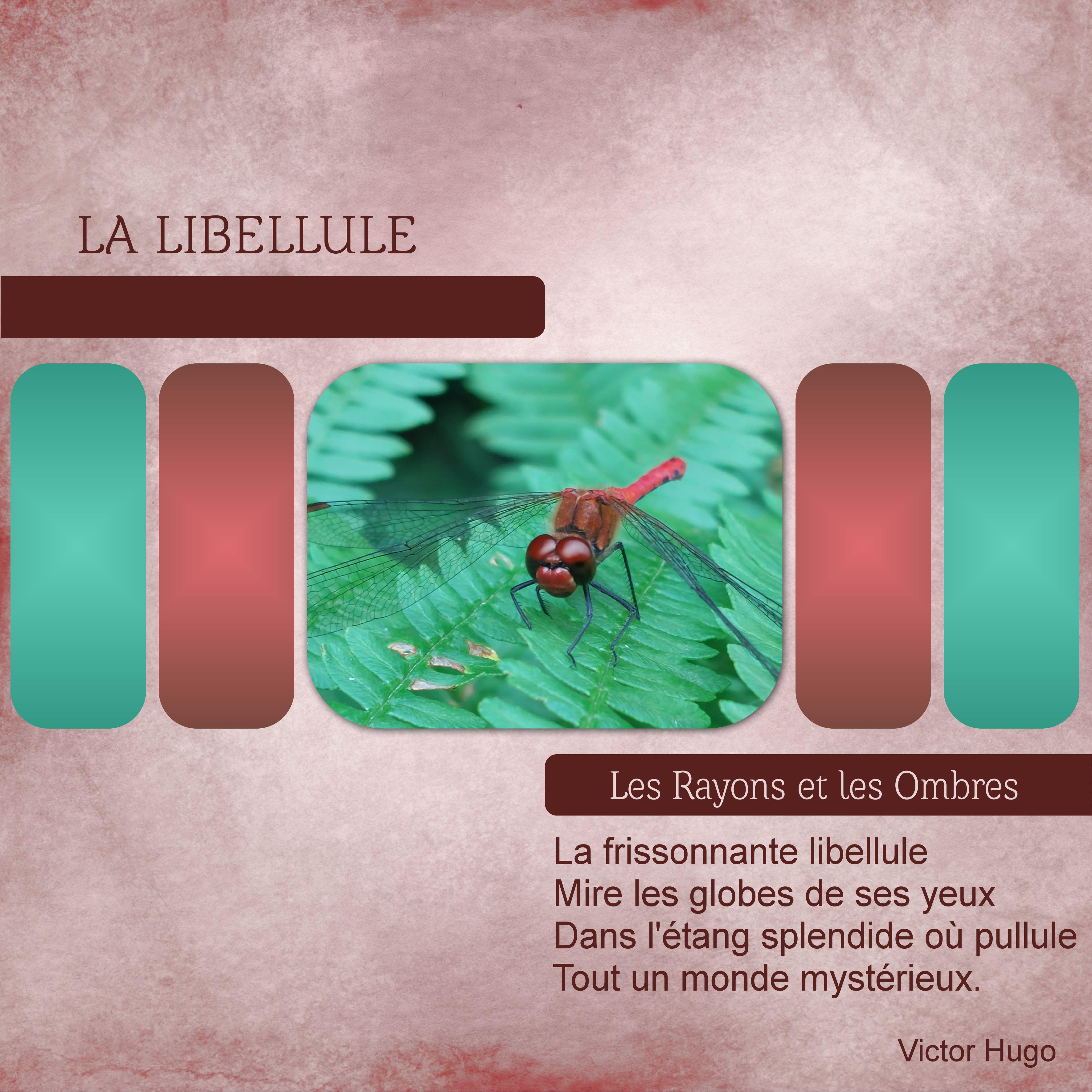 J-n244 - LA LIBELLULE.jpg