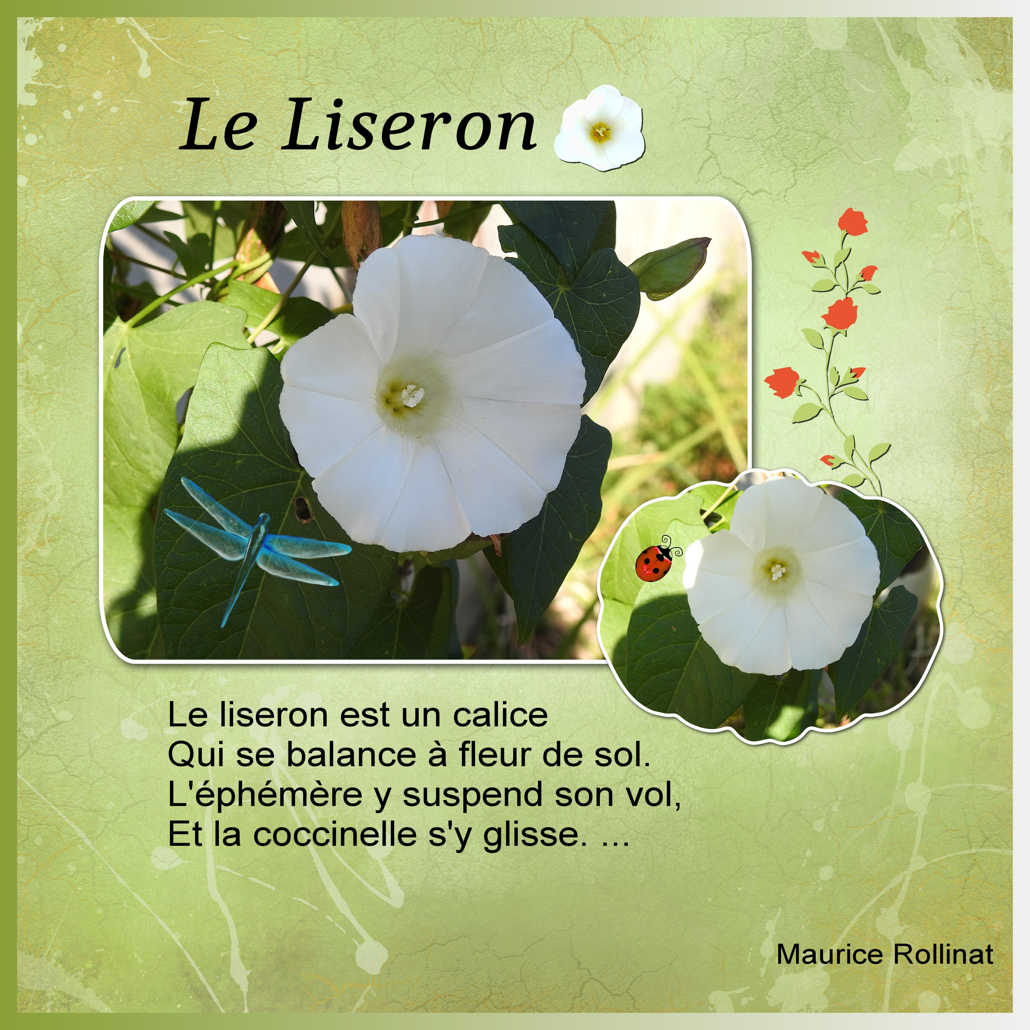 J-n245 - LE LISERON.jpg