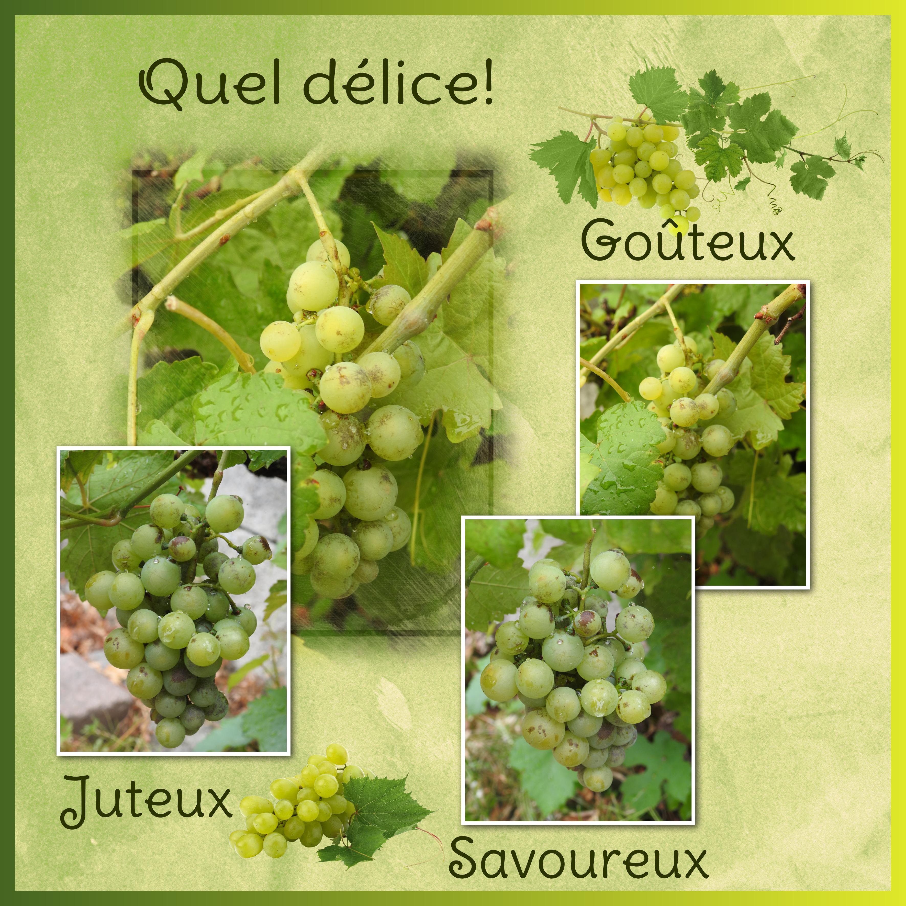 J-n247 - QUEL DELICE.jpg