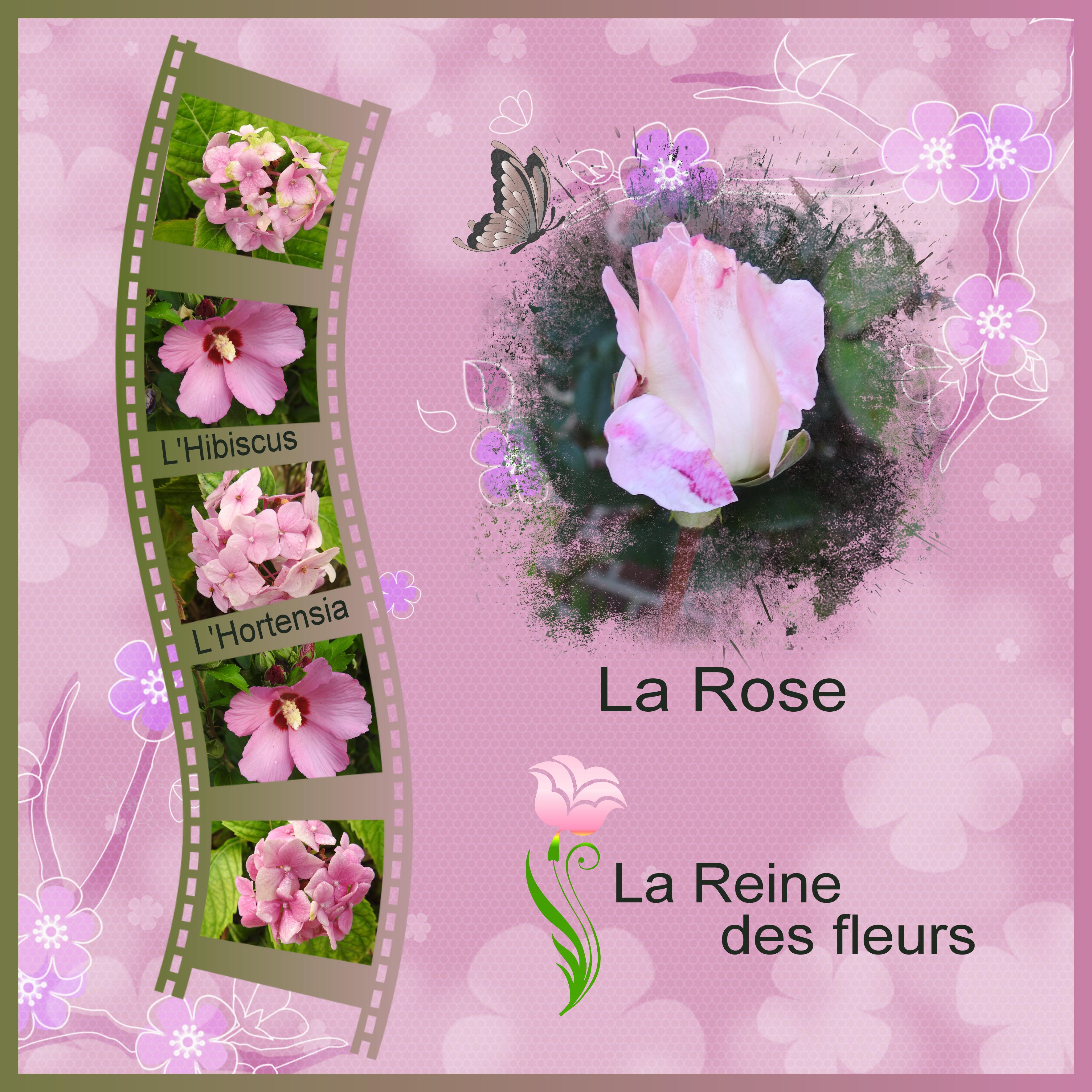 J-n248 - LA ROSE - REINE DES FLEURS.jpg
